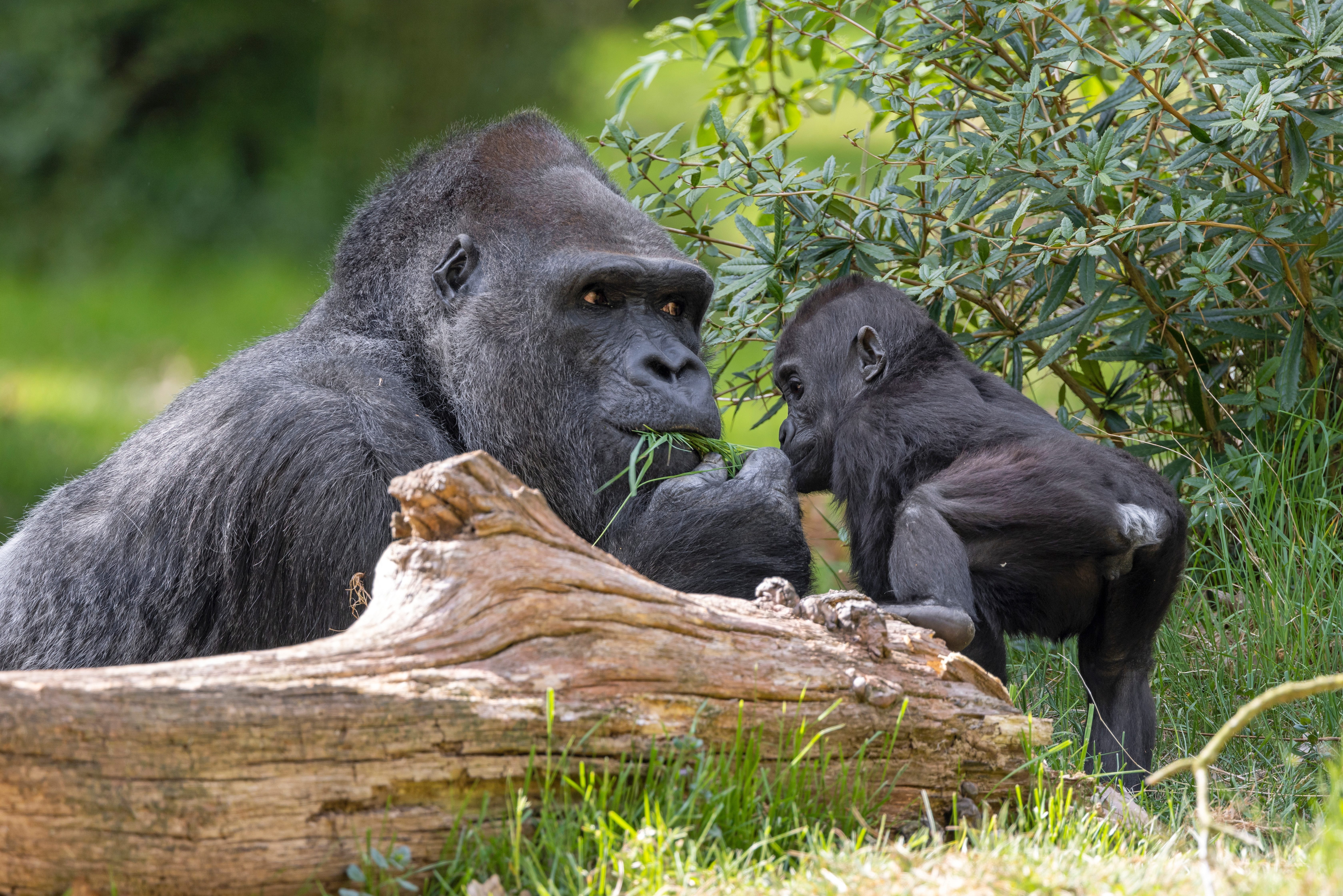 Gorilla met baby in Bwindi NP in Uganda