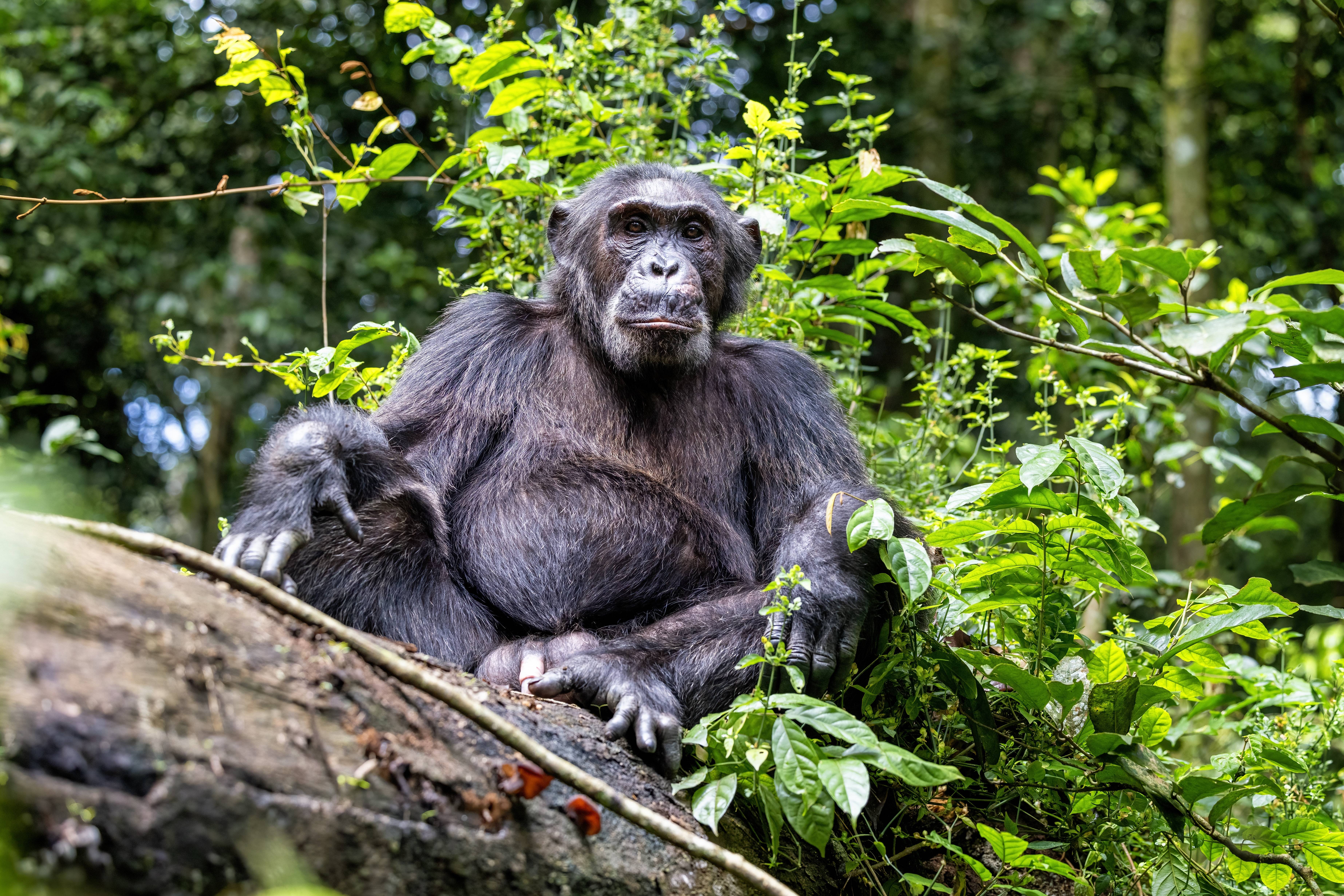 Chimpansee in Kibale National Park in Uganda