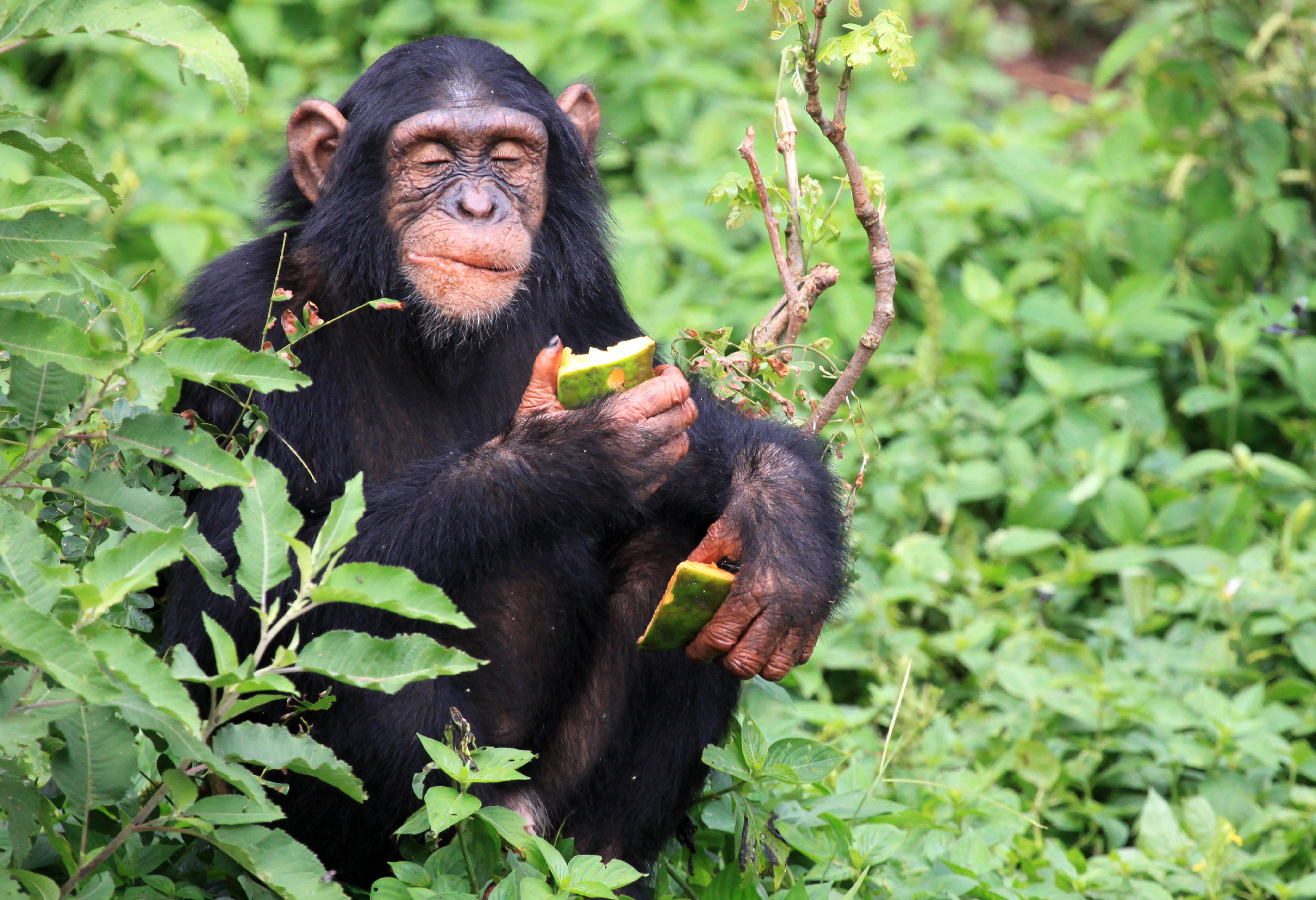 Chimpansee in Kibale National Park in Uganda