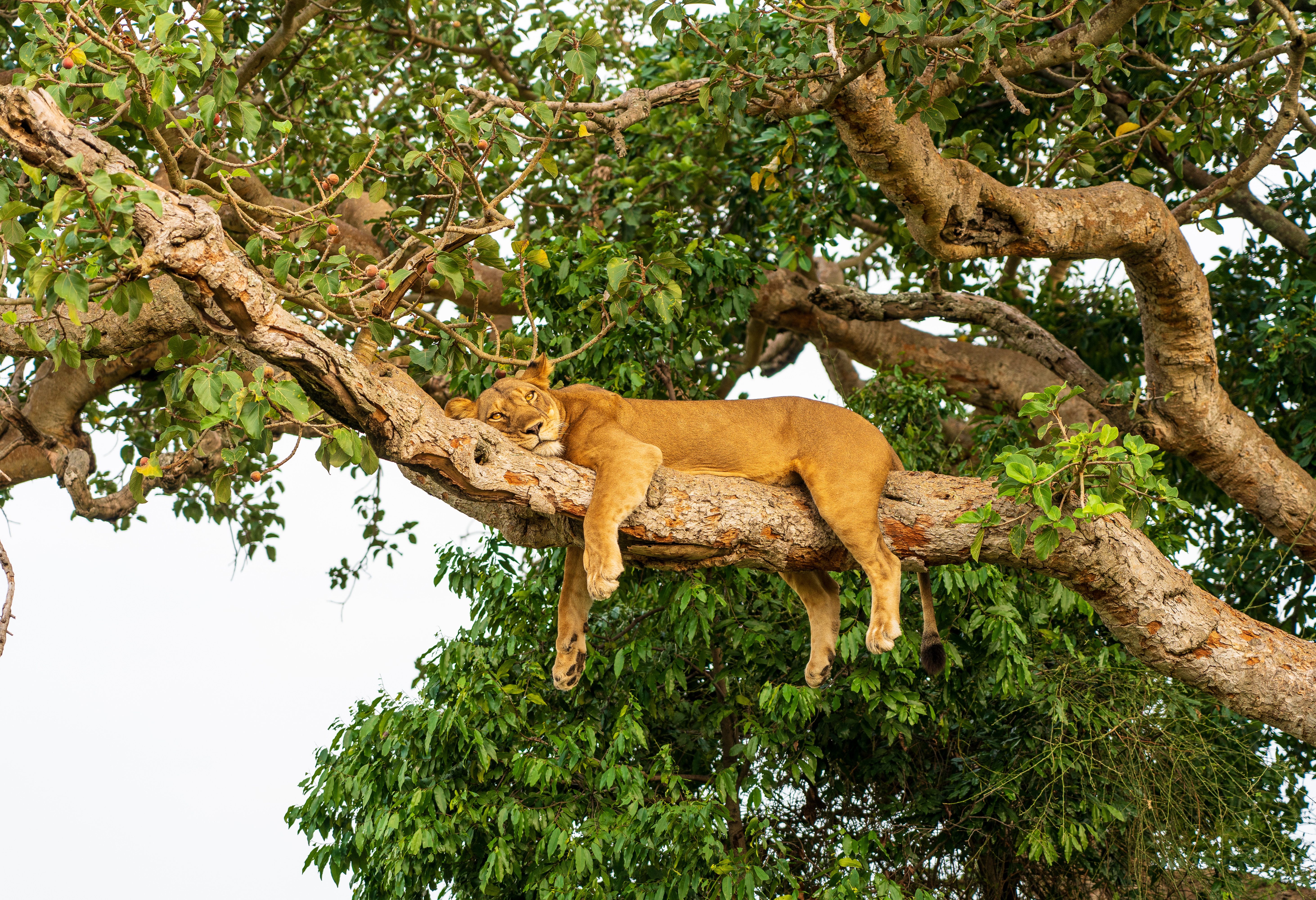 Leeuw in boom in Queen Elizabeth National Park in Uganda
