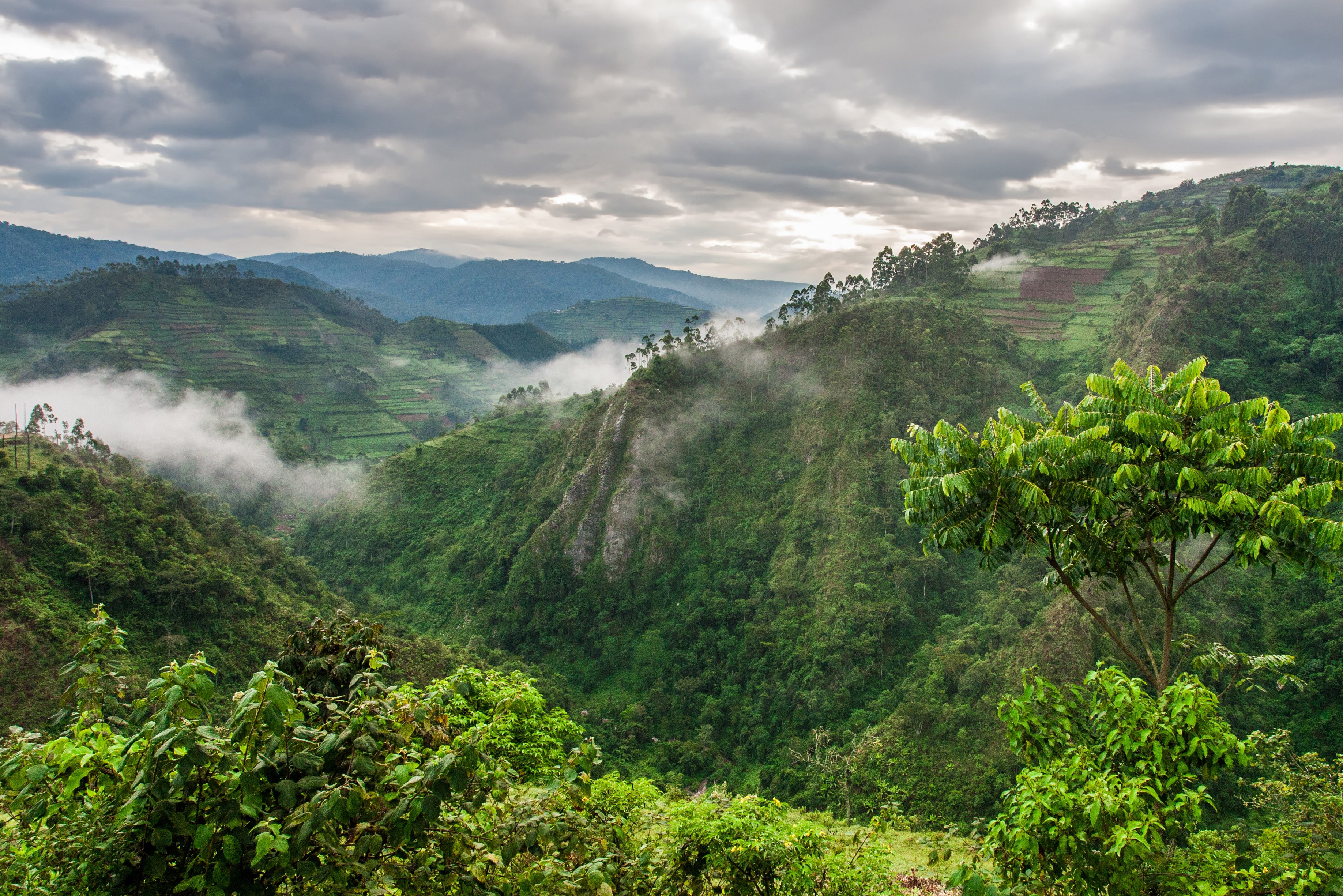Bwindi Impenetrable national park In Uganda
