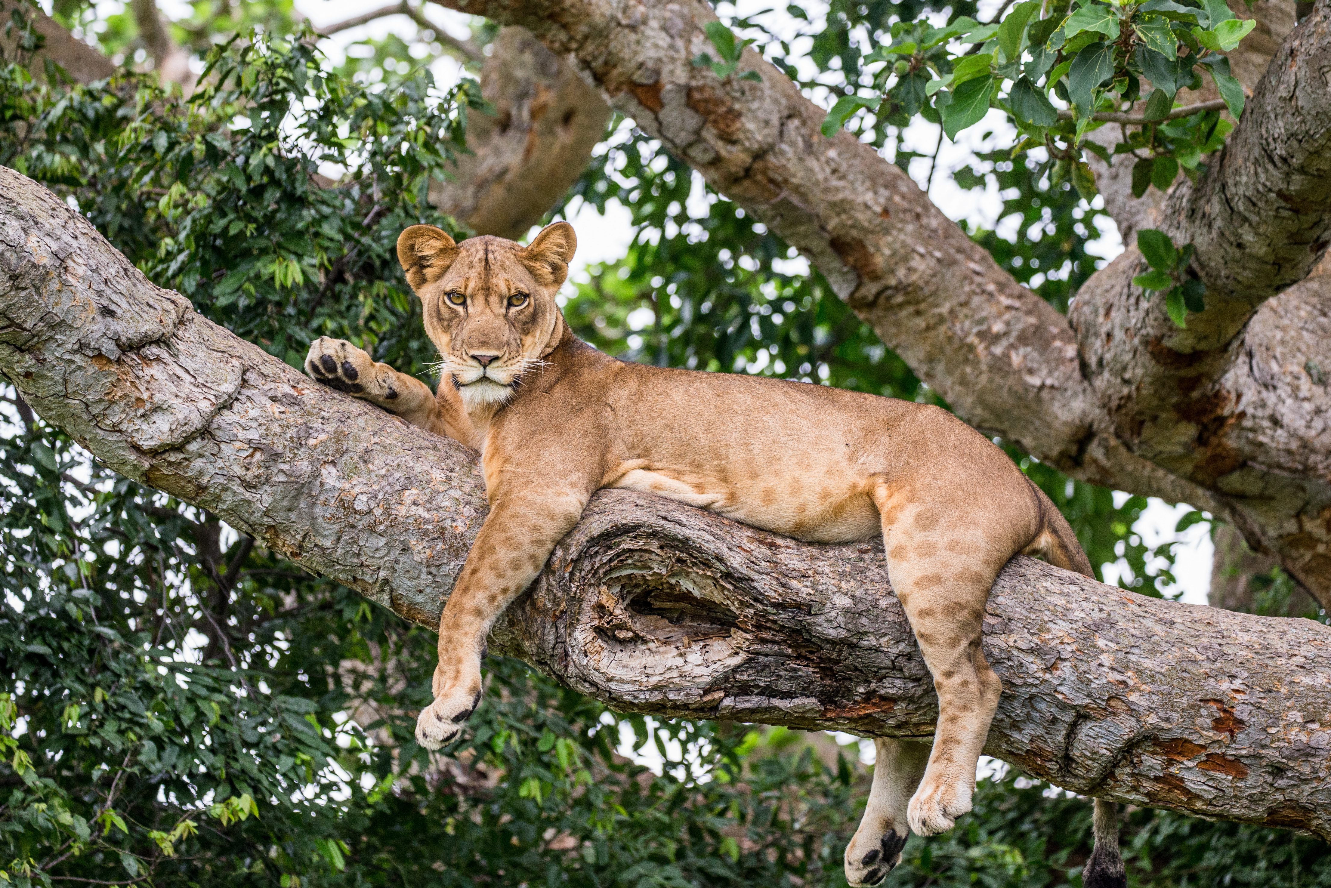 Leeuw in Queen Elizabeth NP in Uganda
