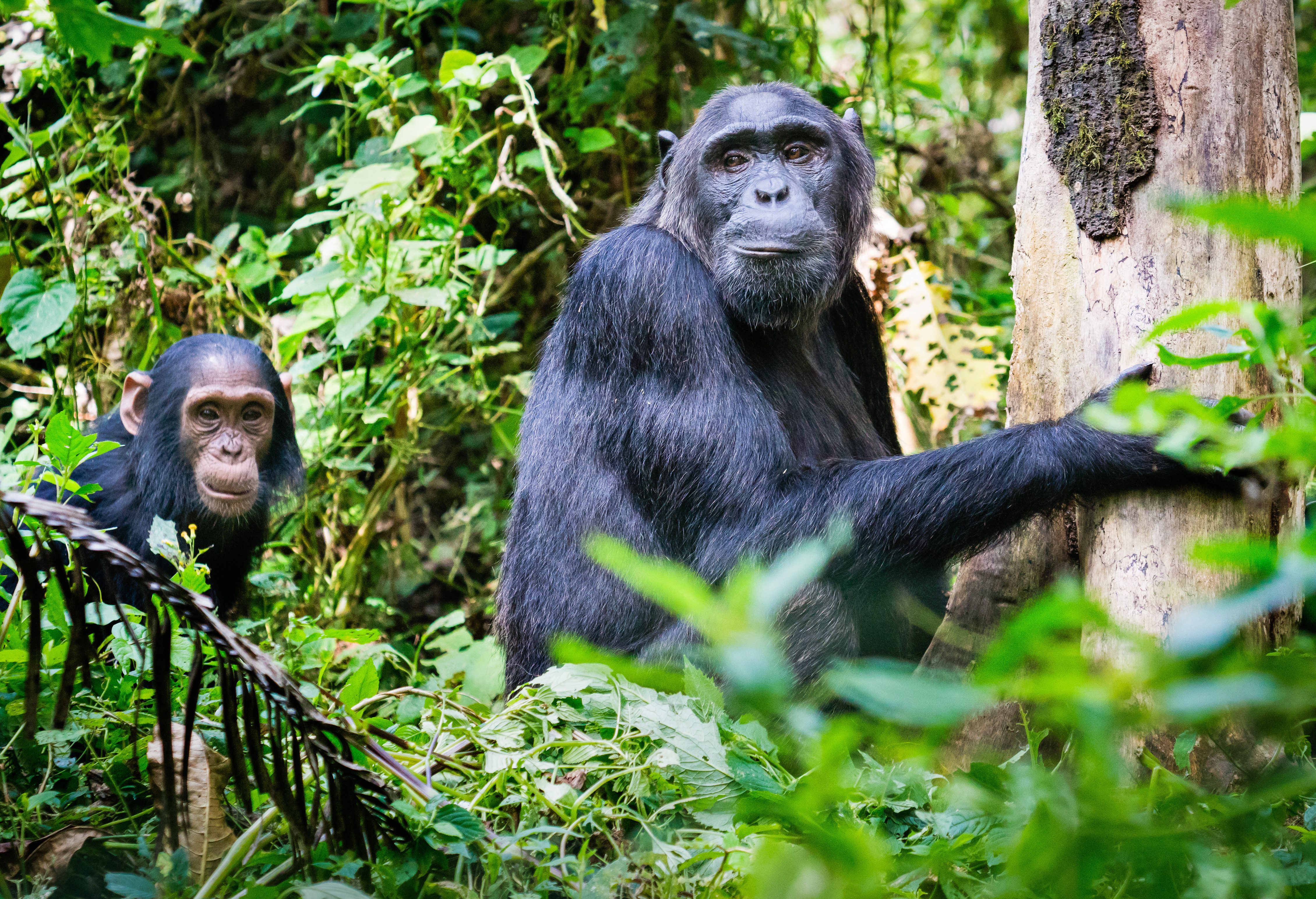 Chimpansee in Kibale National Park in Uganda