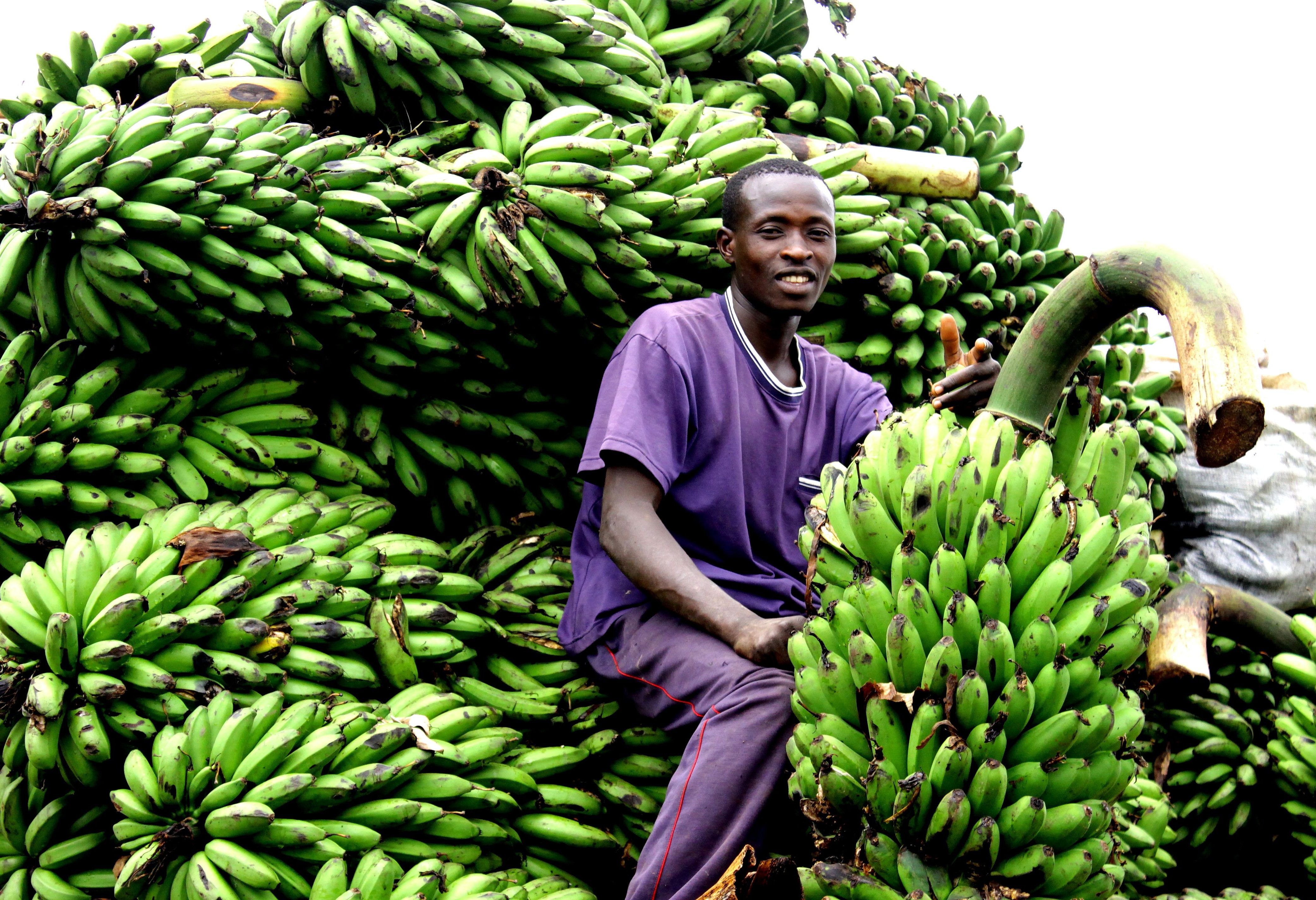 Man op fiets met bananen in Uganda