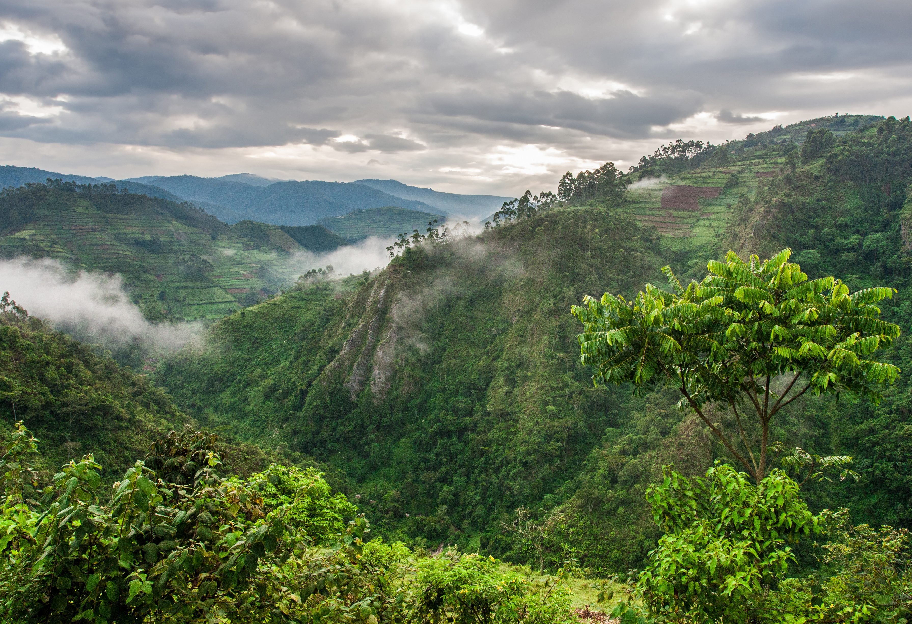 Bwindi Impenetrable National Park in Uganda