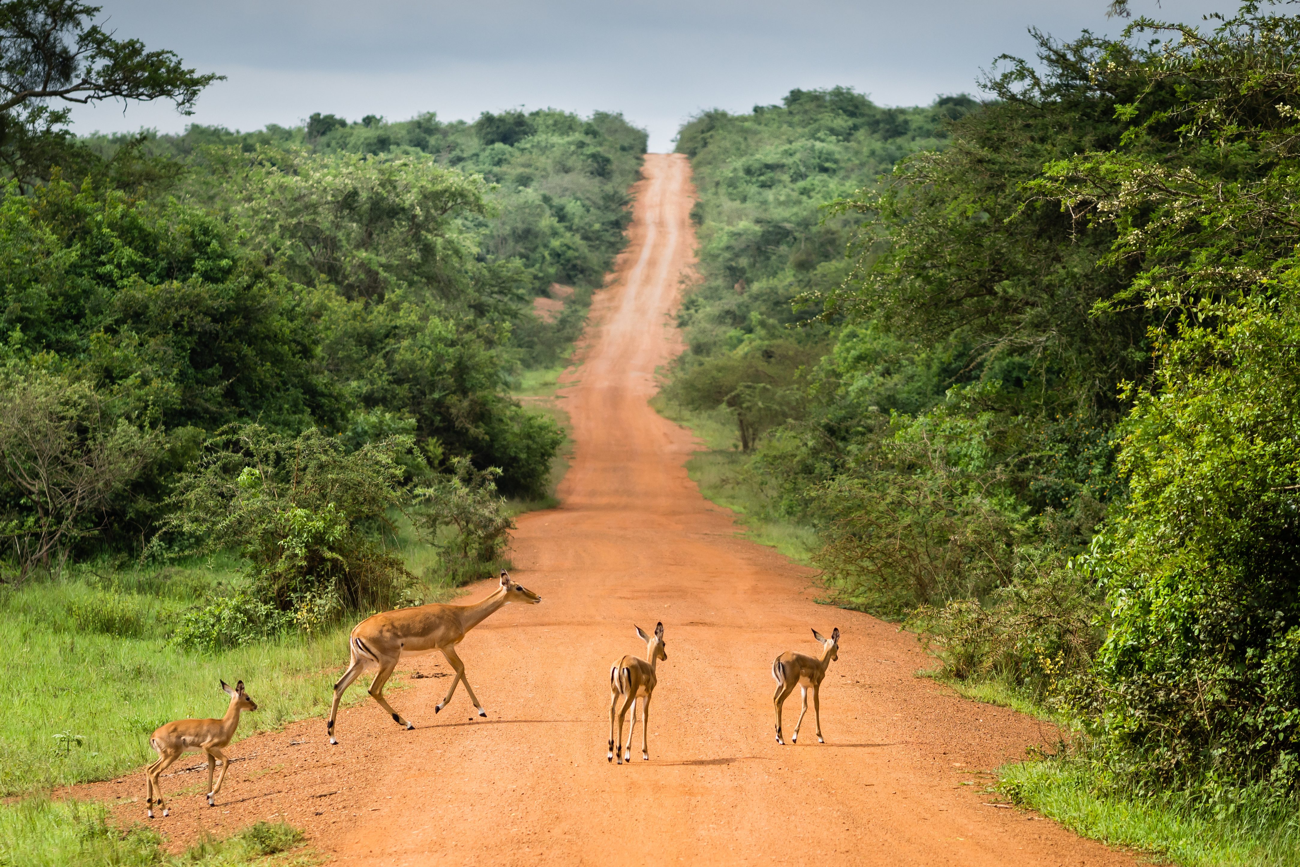 Lake Mburo National Park in Uganda