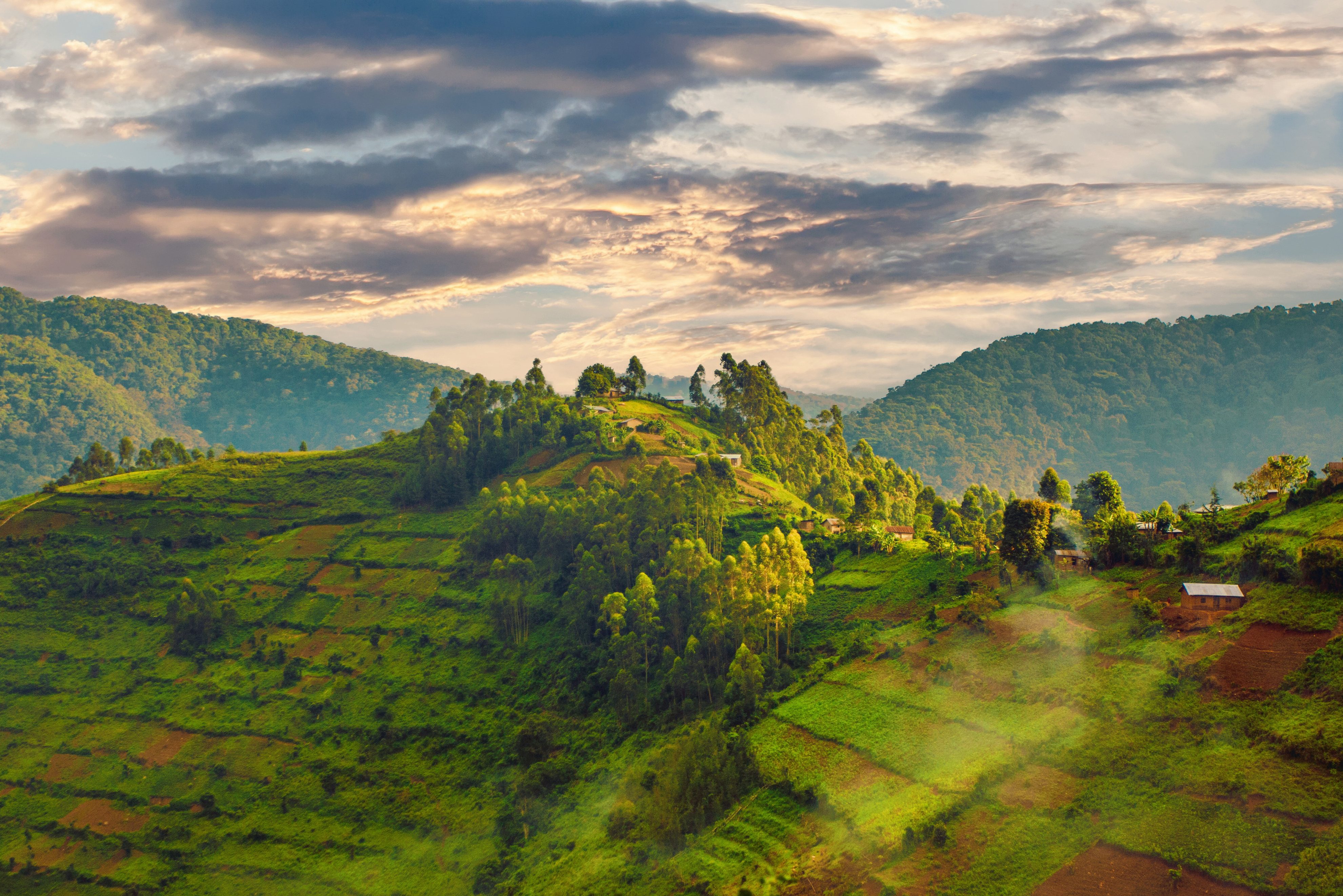 Theeplantages in Bwindi NP in Uganda