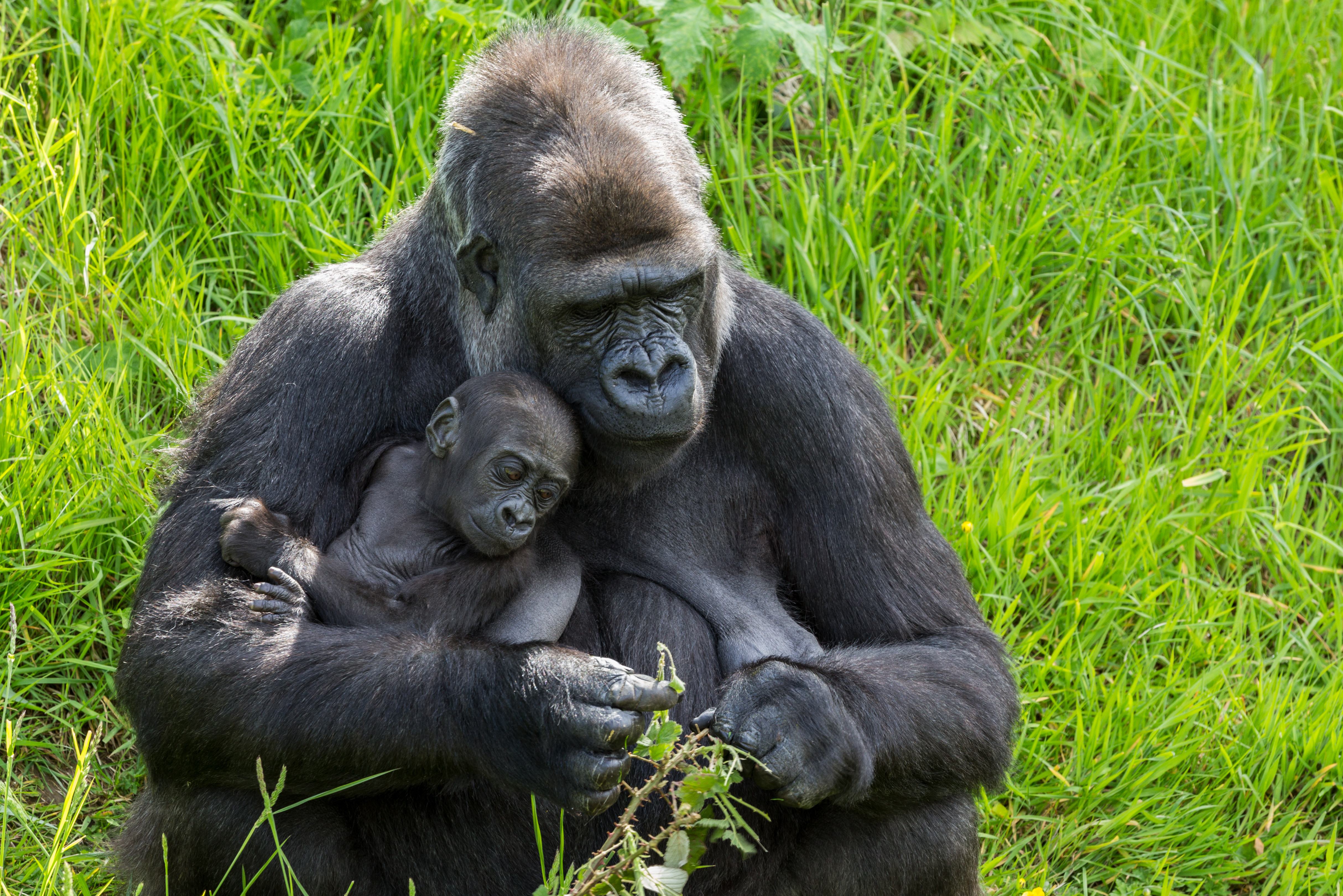 Gorilla met baby in Uganda