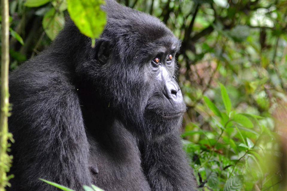 Uganda-Bwindi-forest-Gorilla-staart