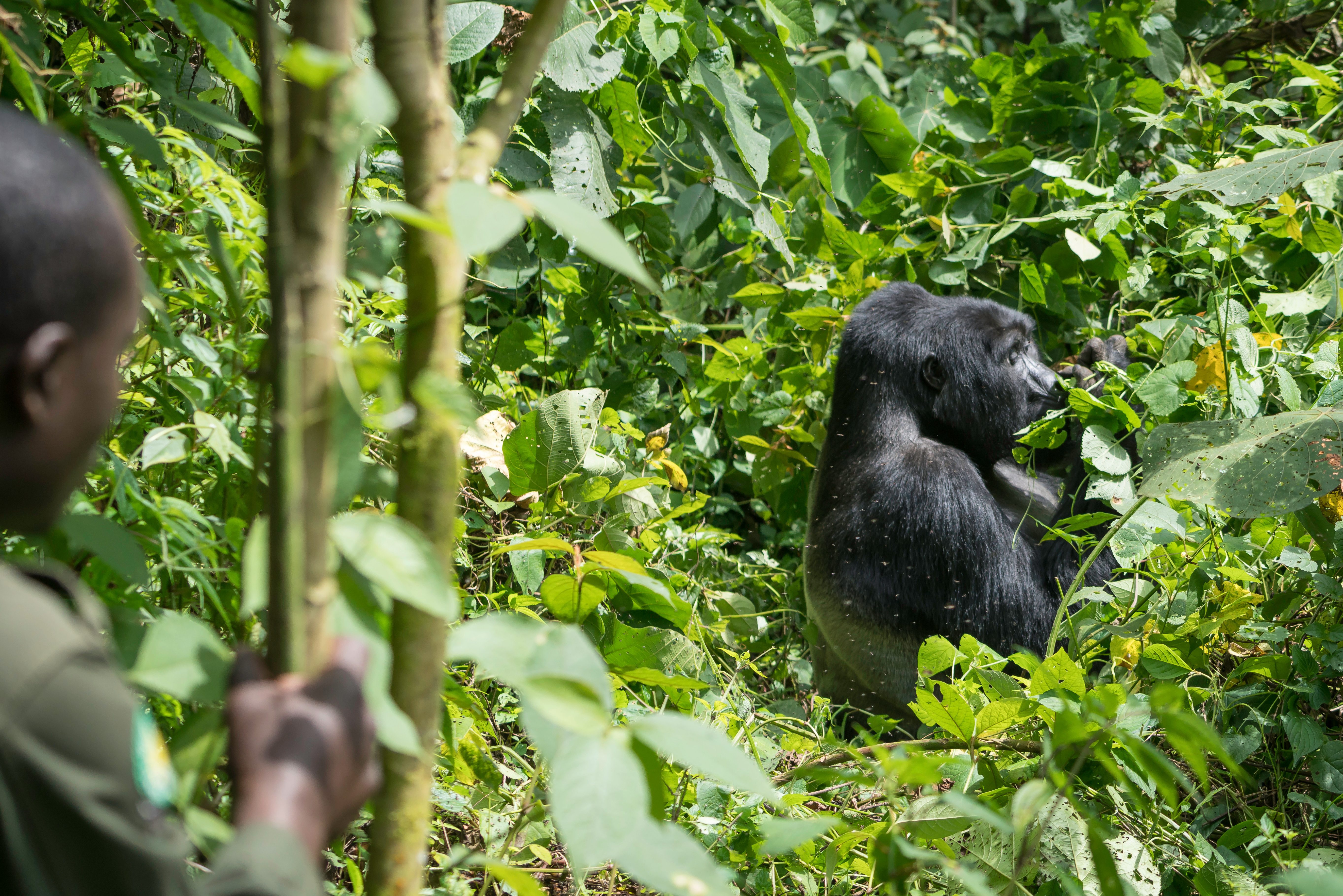 Uganda-Bwindi-regenwoud-gorilla-en-ranger-2