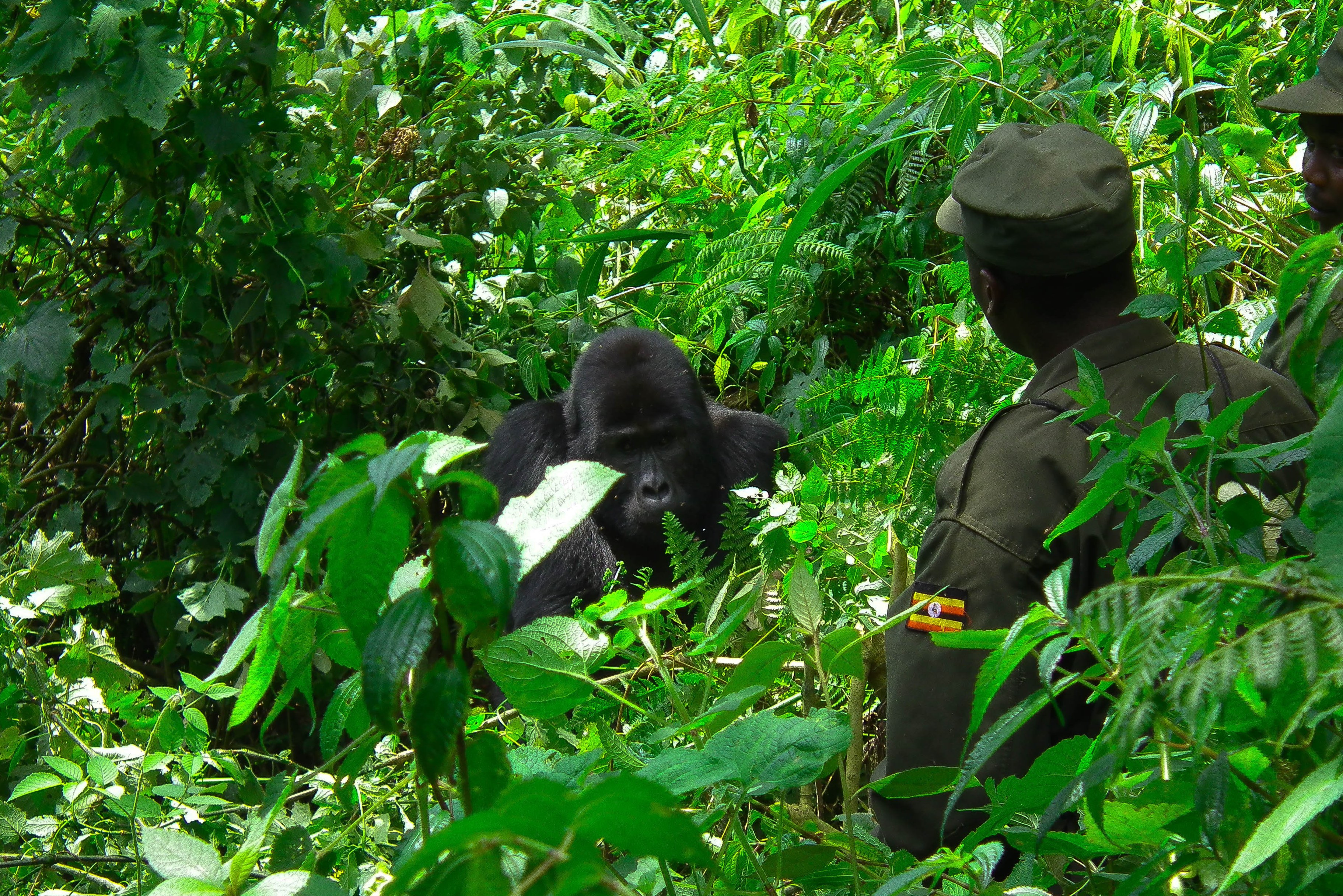 Uganda-Bwindi-regenwoud-gorilla-en-ranger