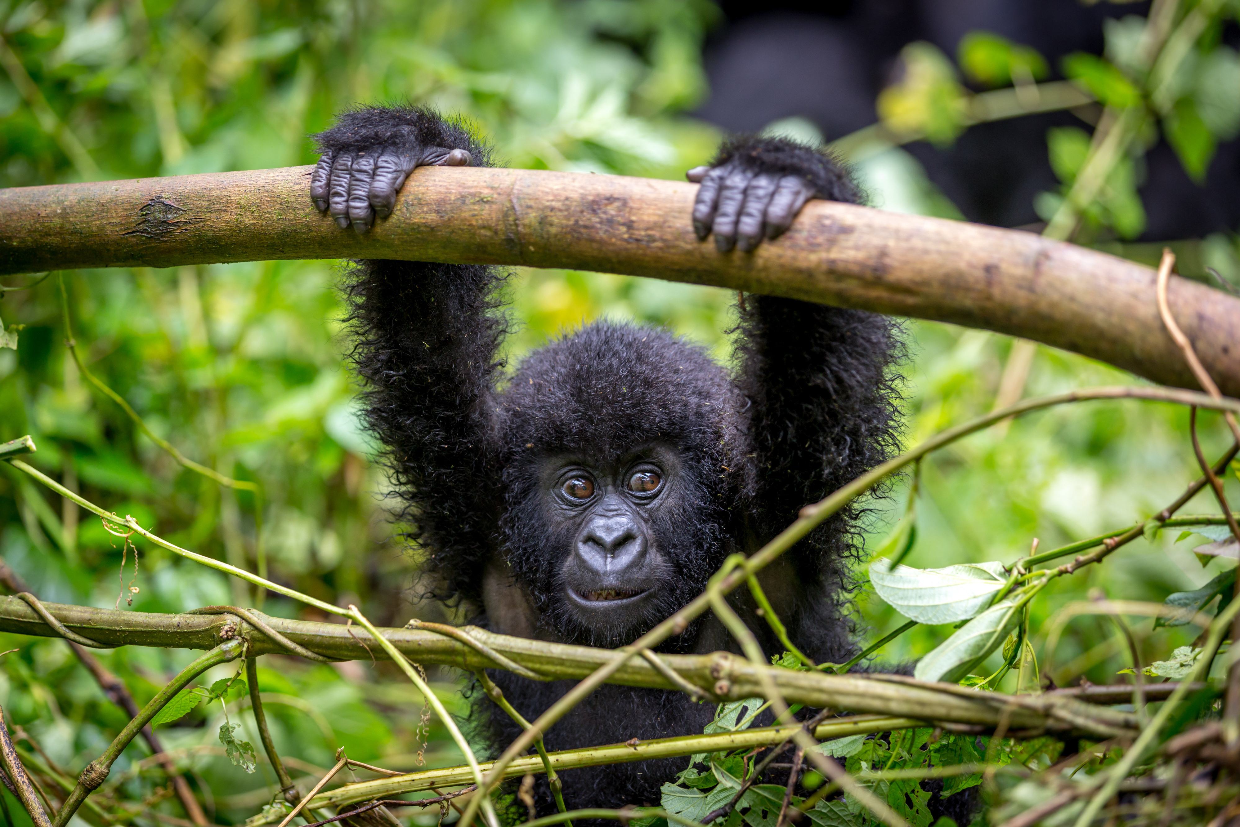 Uganda-Virunga-National-Park-baby-gorilla