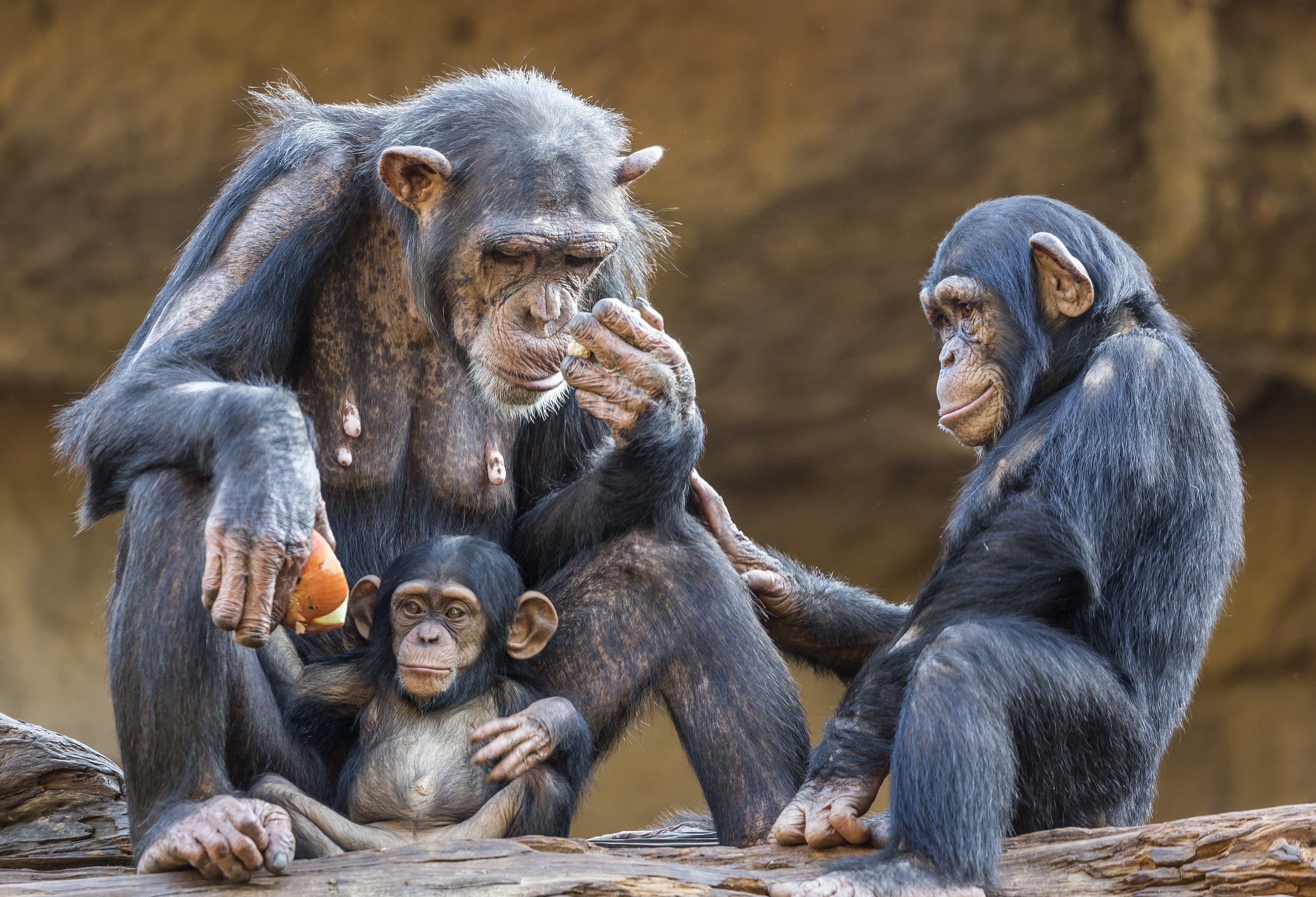 Uganda-Kibale-National-Park-chimpansee-familie