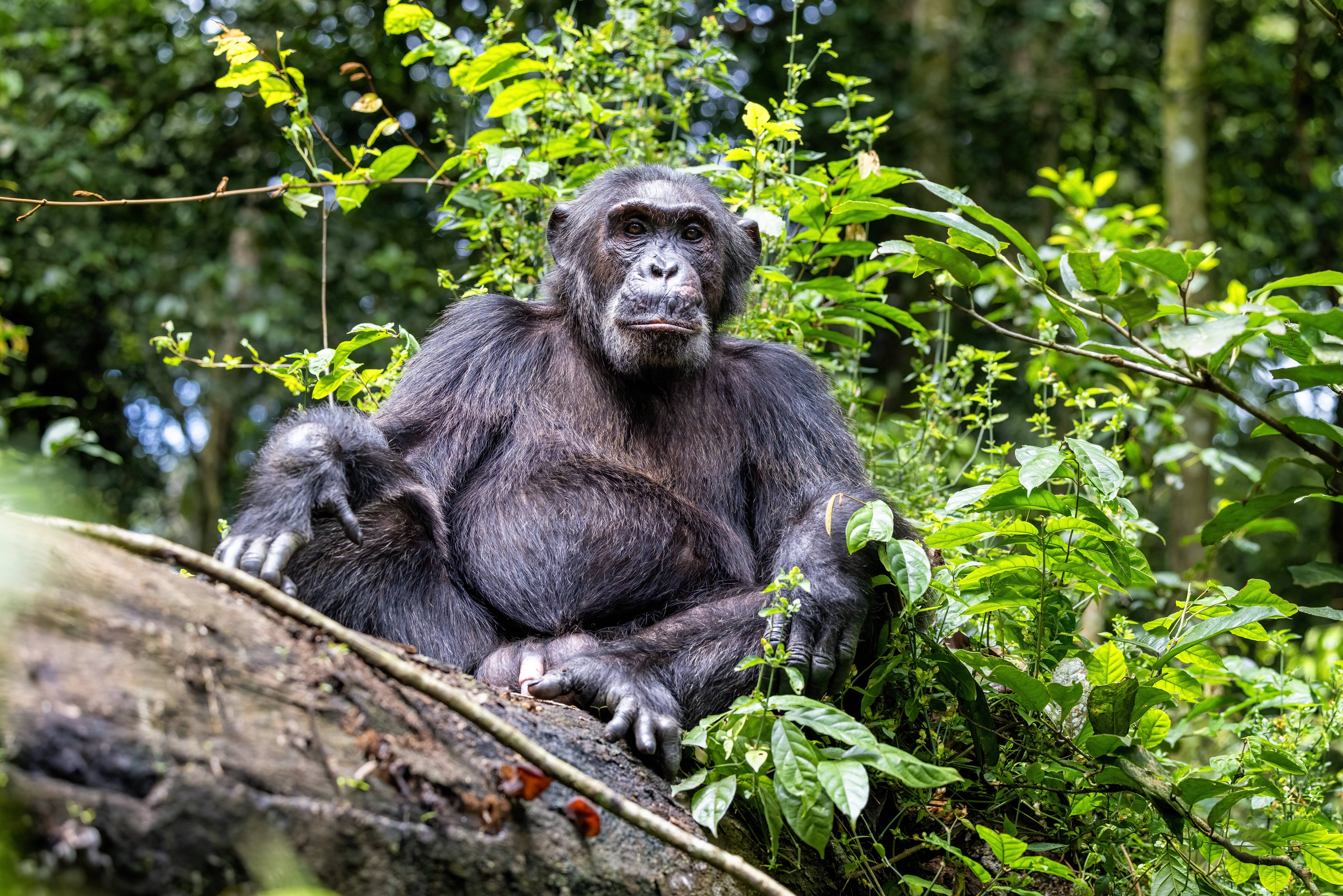 Uganda-kibale-national-park-chimpansee