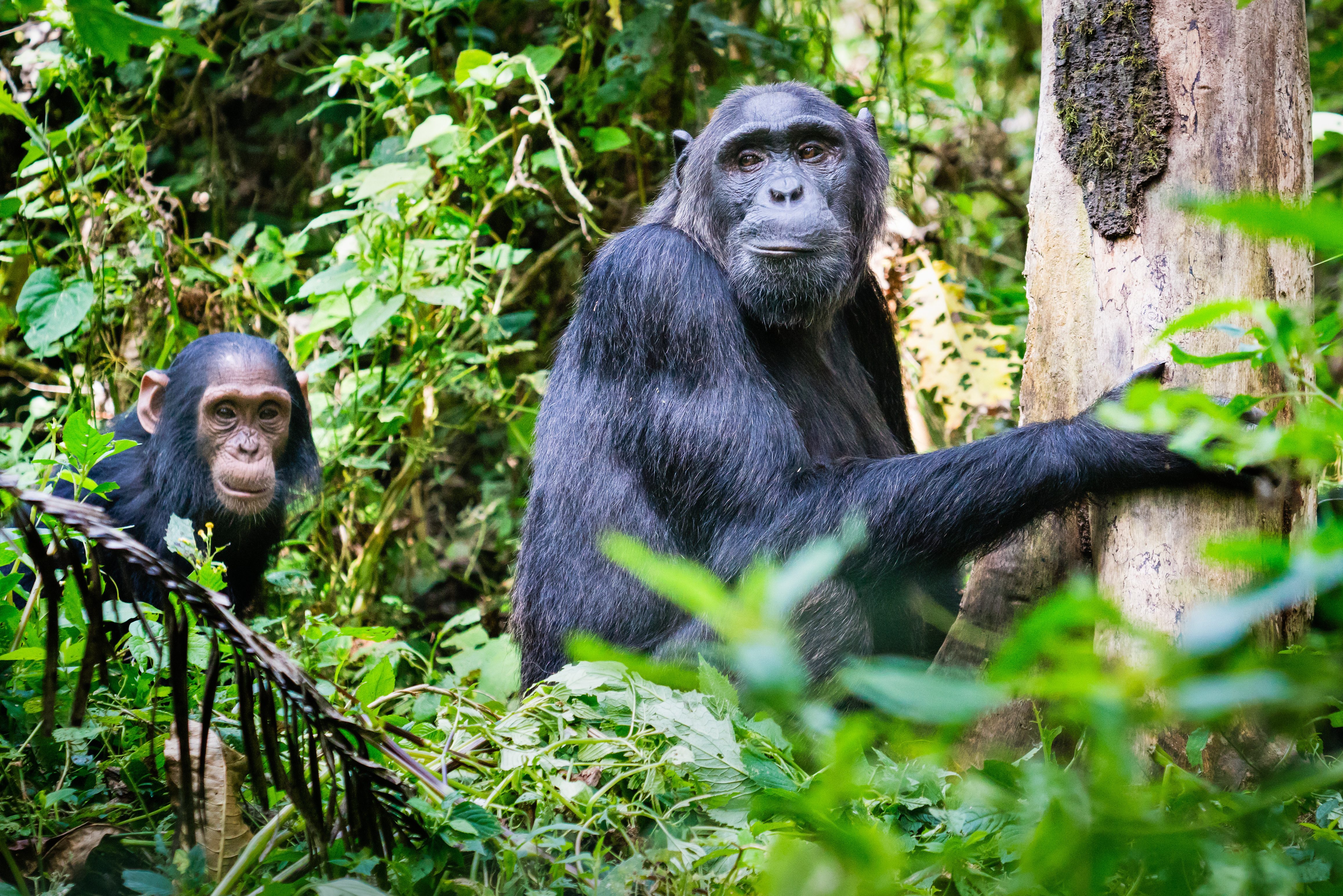 Uganda-Kibale-National-Park-chimpanses