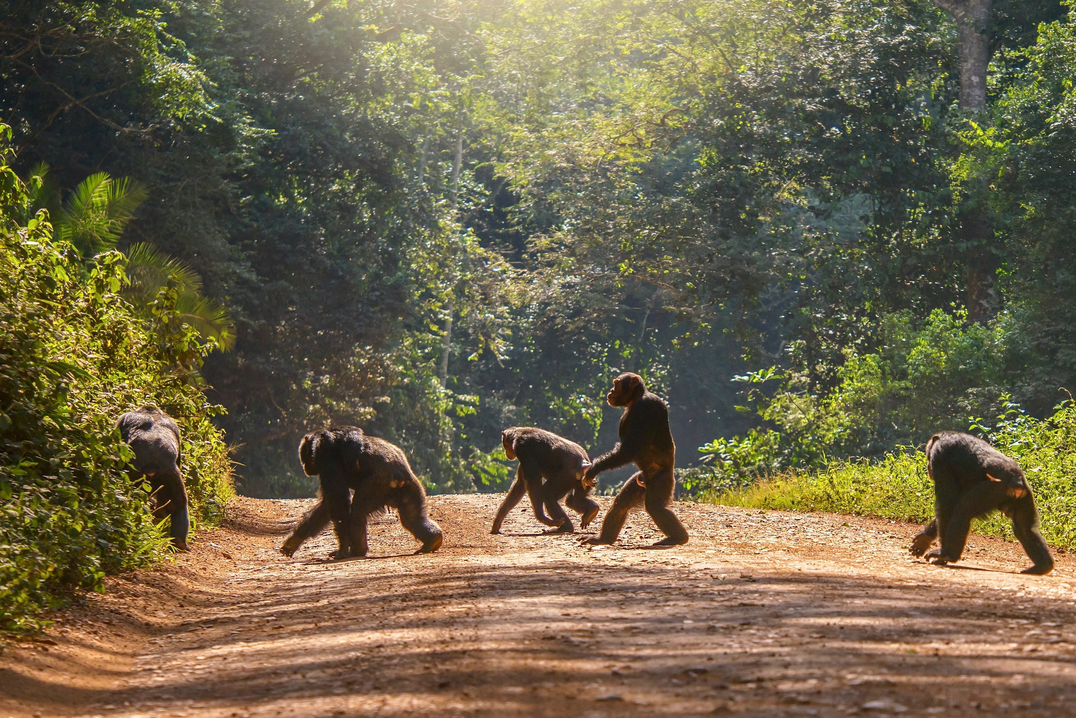 Uganda-Kibale-National-Park-chimpansee-op-de-weg