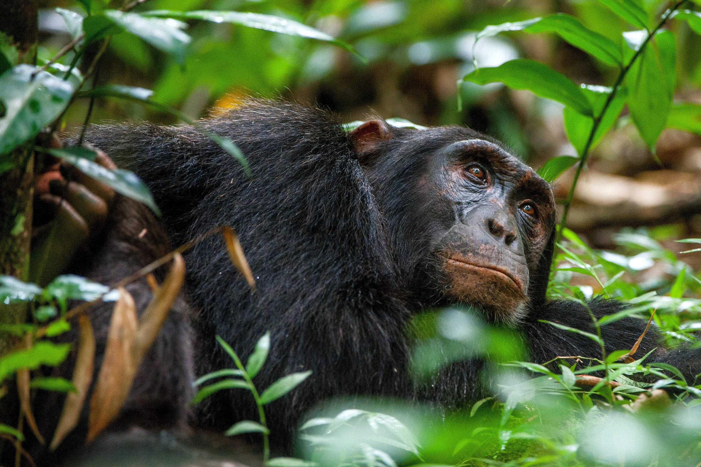 Uganda-Kibale-National-Park-chimpansee-3