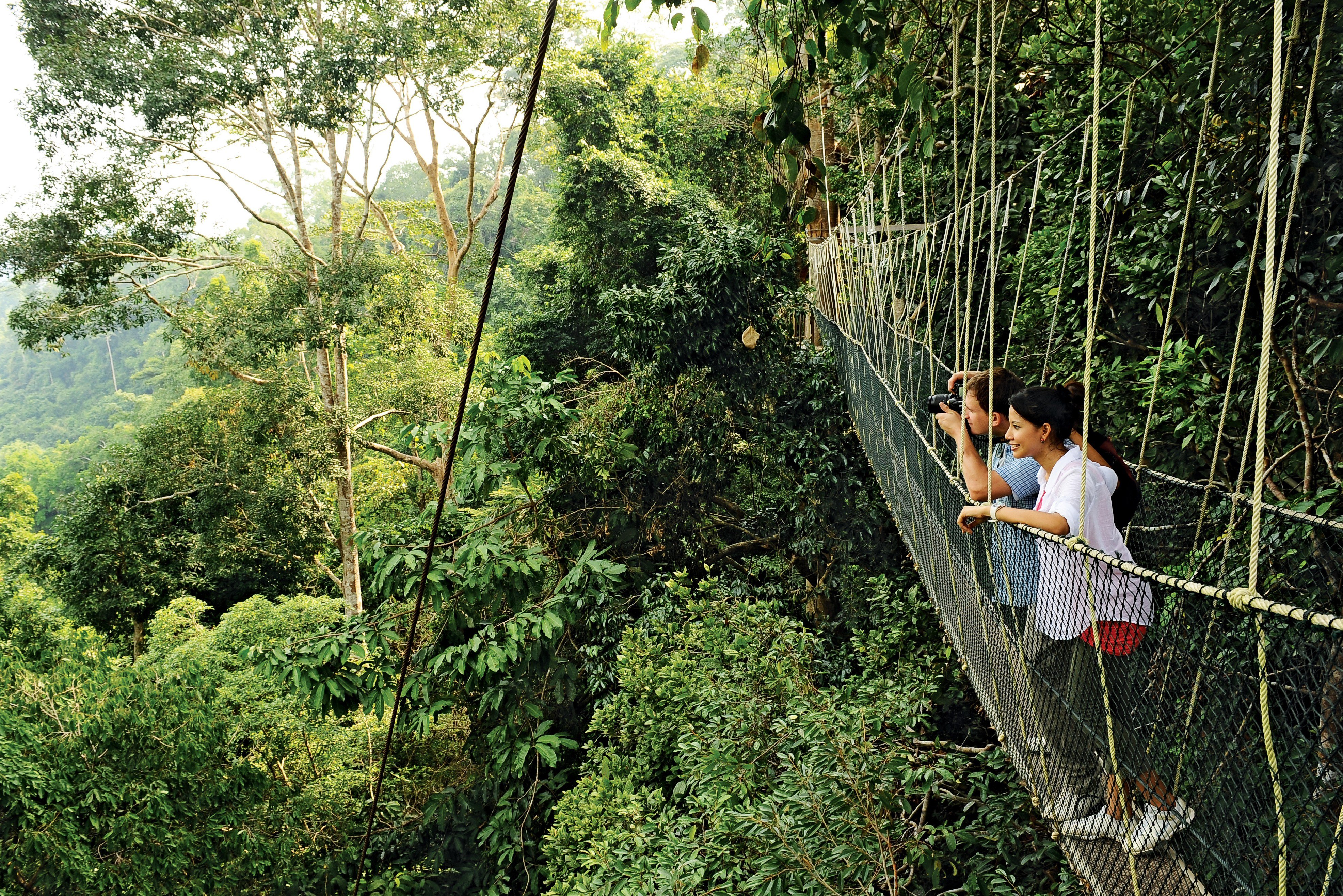 Canopy walk bij Taman Negara in West-Maleisie