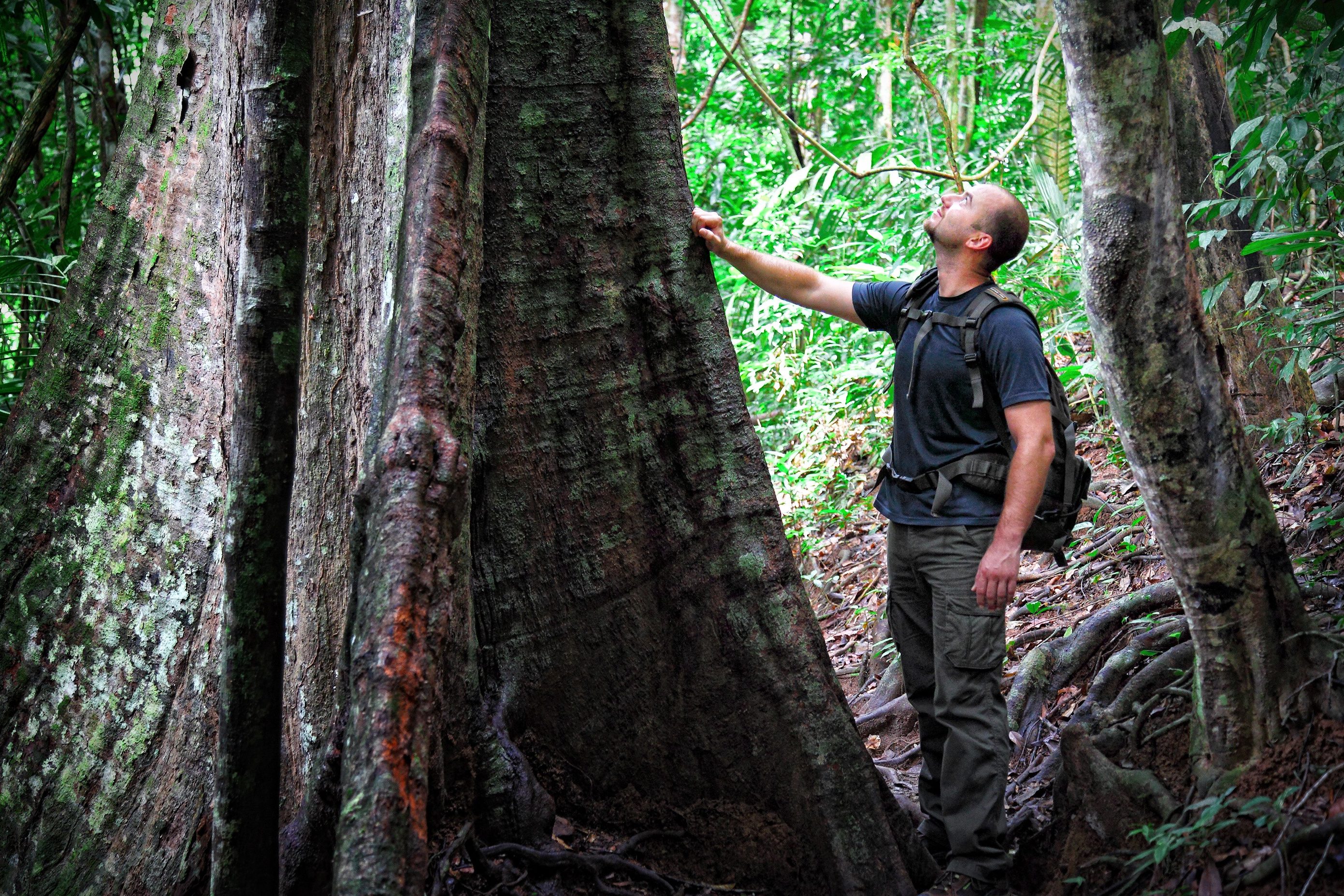 Stam van een oude boom in Taman Negara nationaal park in West-Maleisie