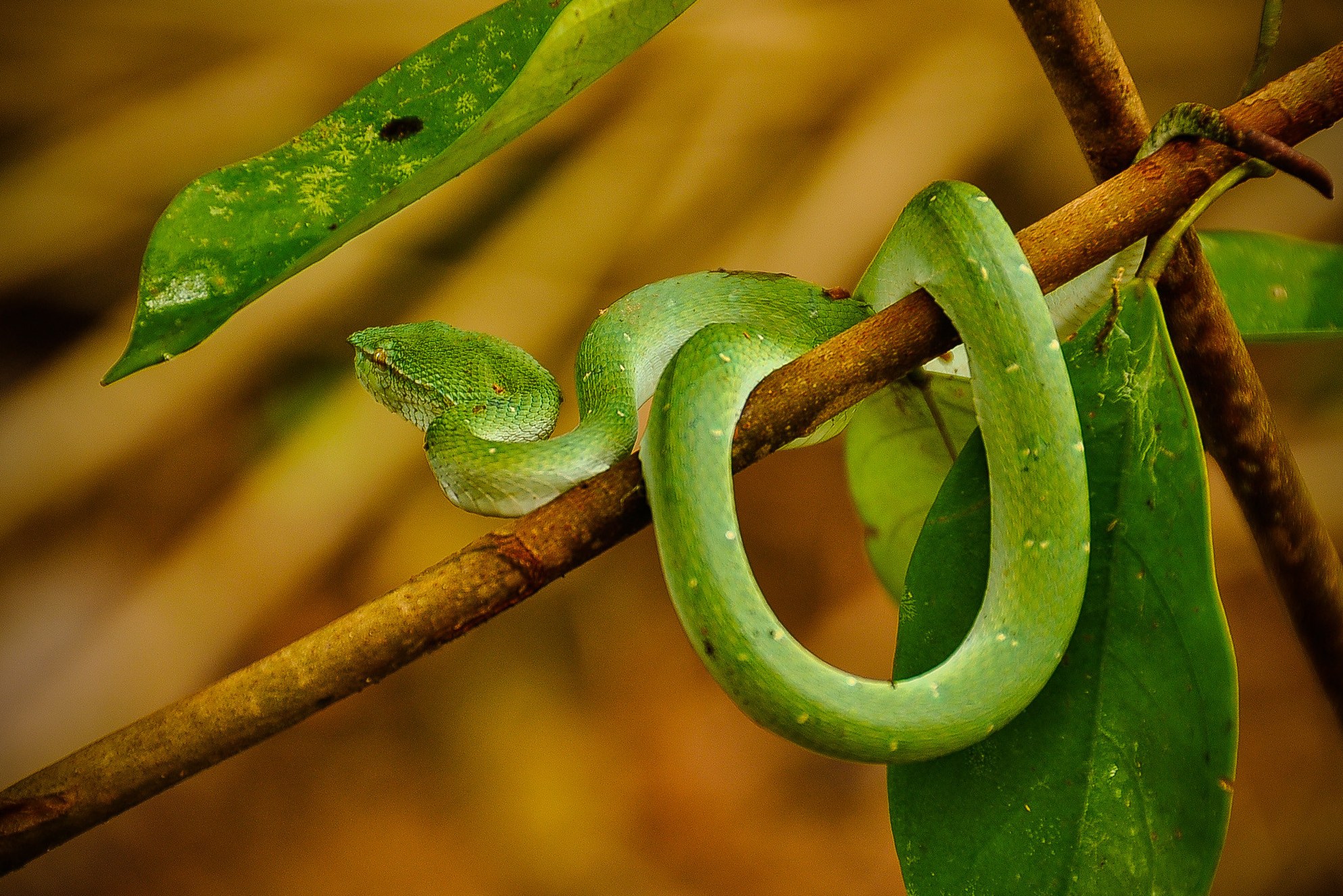 Slang in de jungle van Taman Negara in West-Maleisie