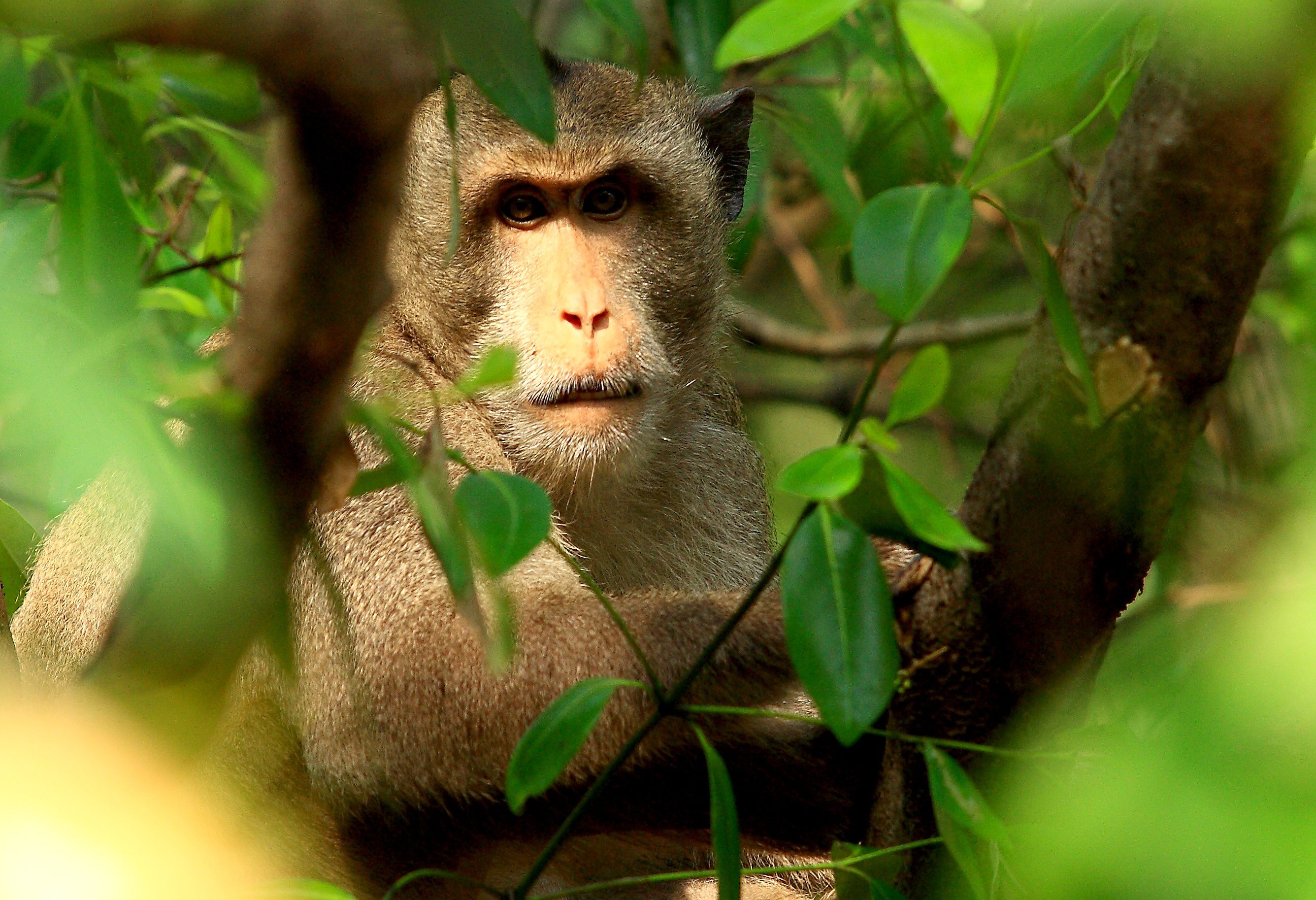 Makaak in de jungle van Taman Negara in Maleisie