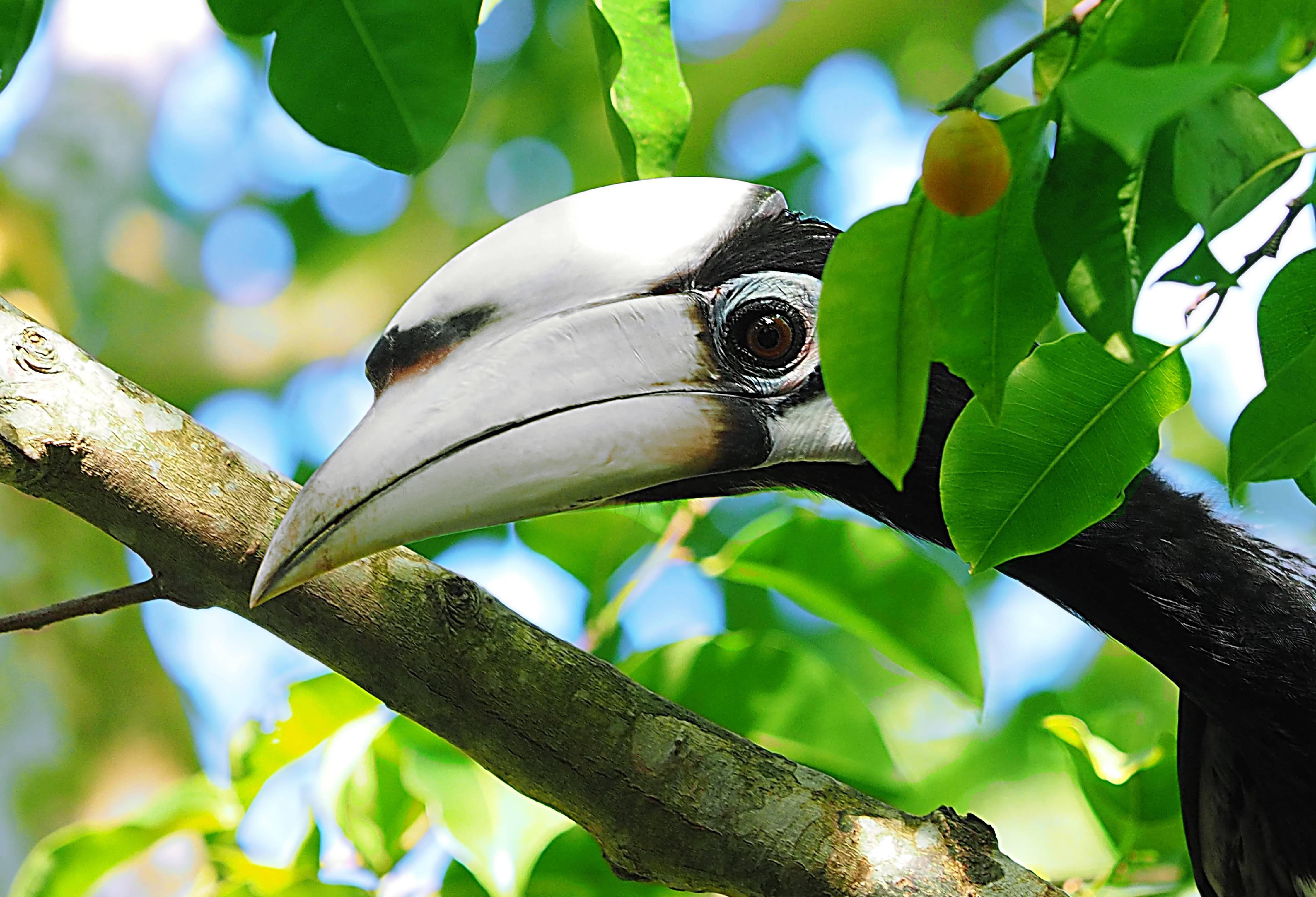 Neushoornvogel in Taman Negara National Park in Maleisie