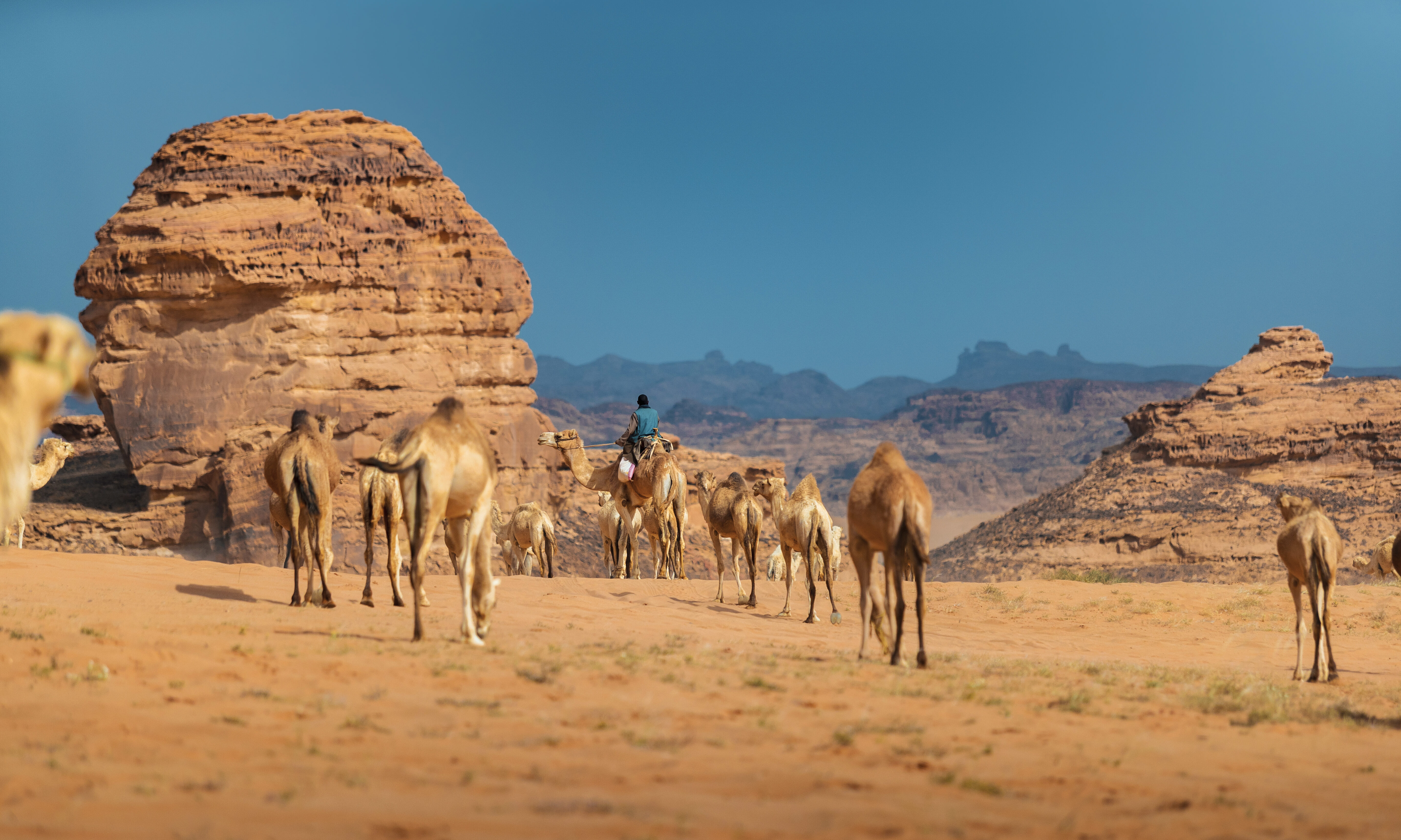 Kamelenrit Saoedi Arabië woestijn