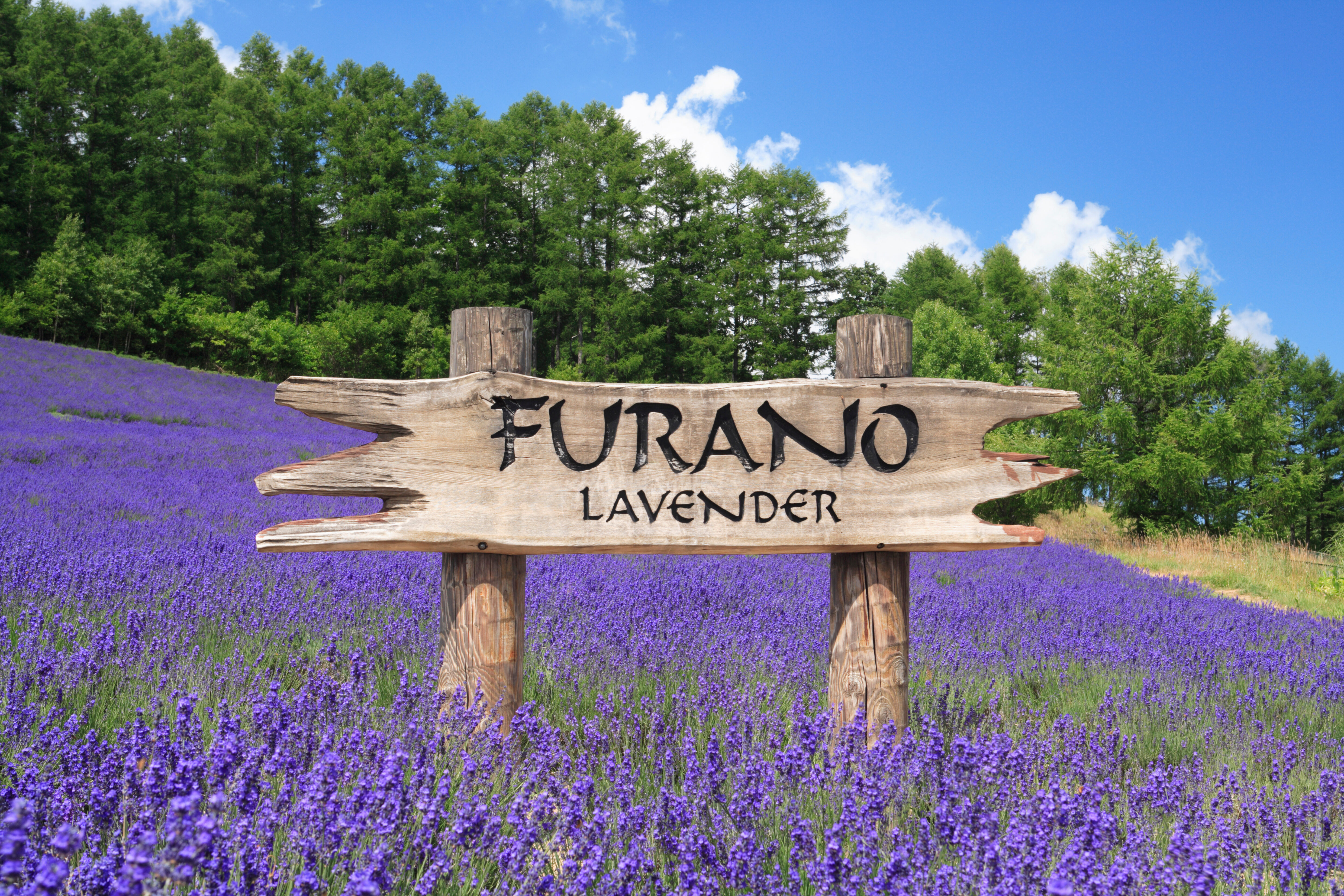Japan Hokkaido Furano Lavendel veld