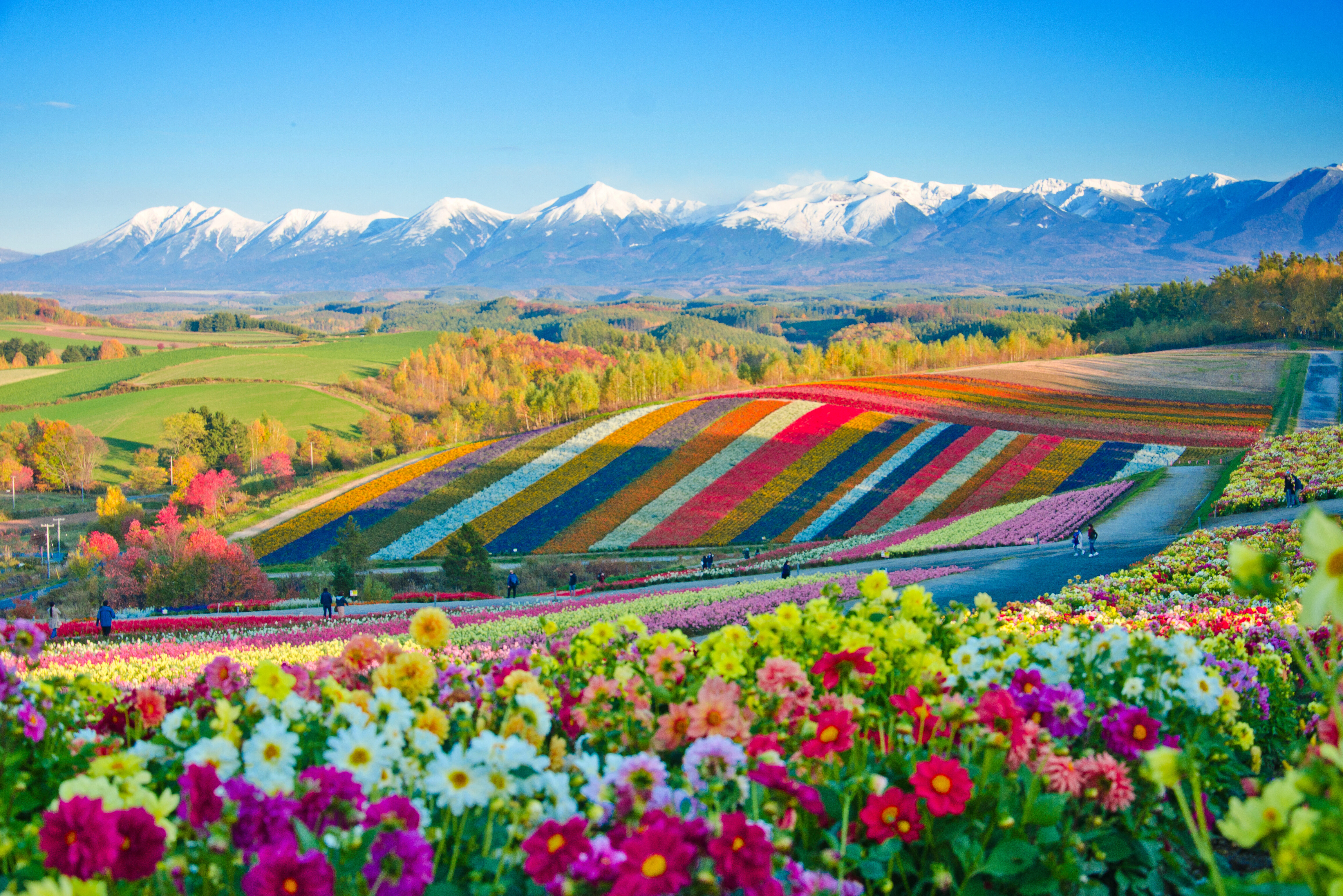 Japan Hokkaido Bloemen veld
