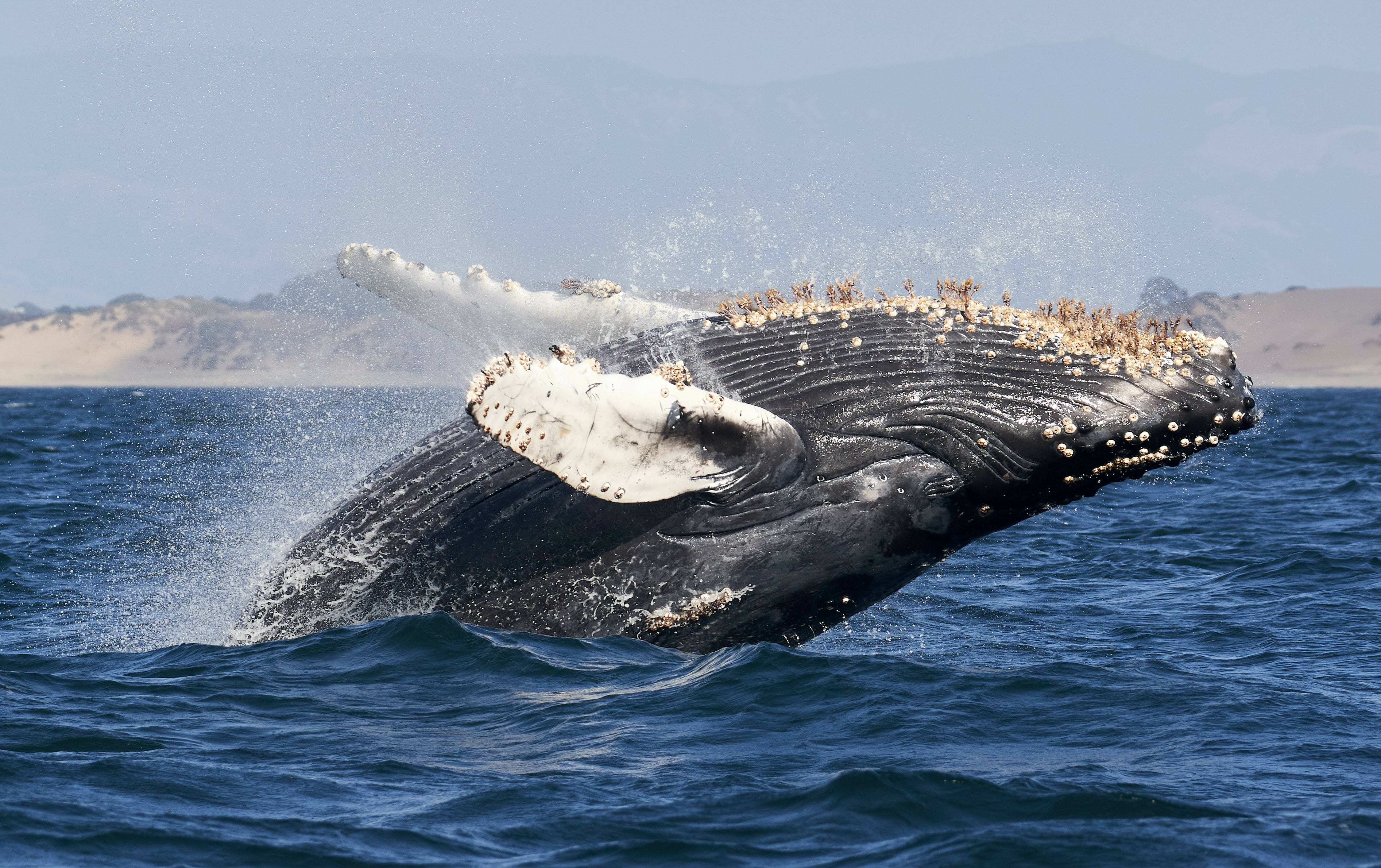 Monterey walvissen