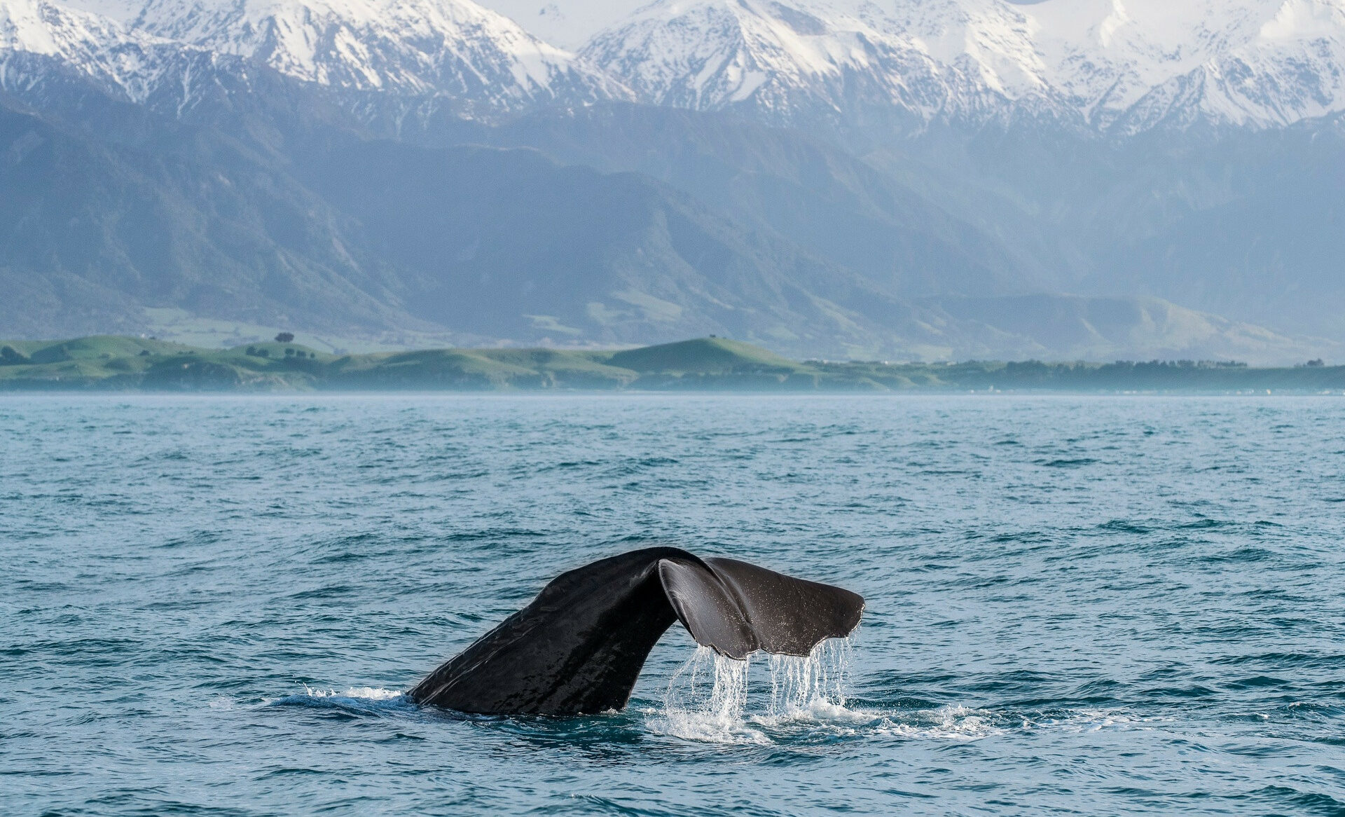 Kaikoura Nieuw_Zeeland