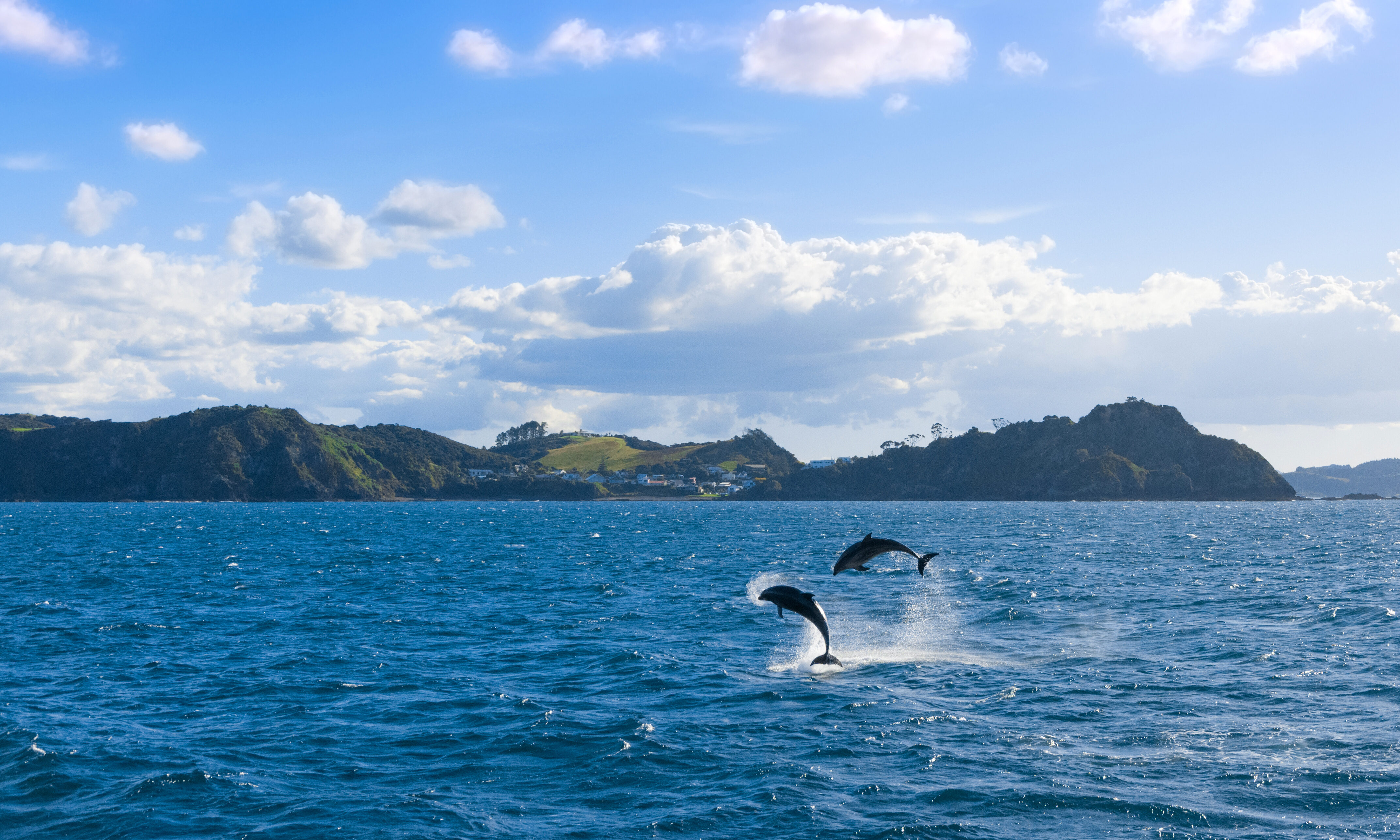Zeilavontuur Bay of Islands Nieuw-Zeeland