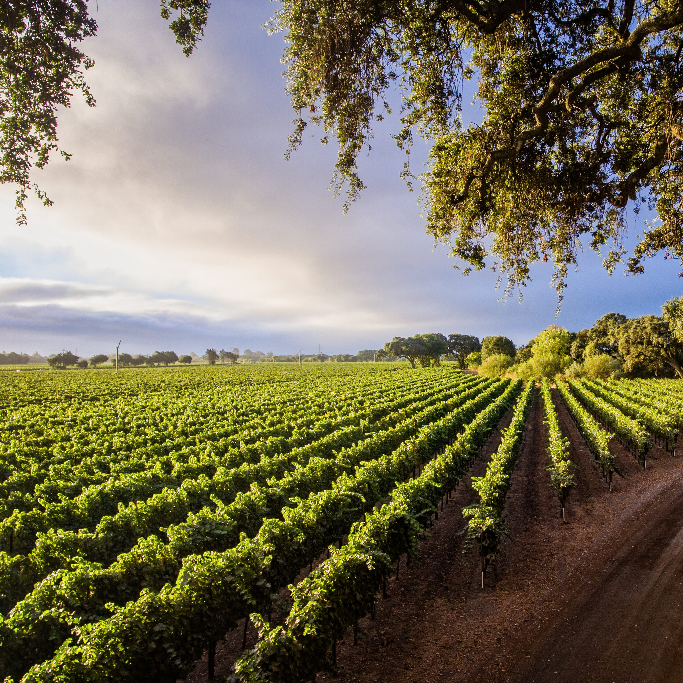 NApa VAlley