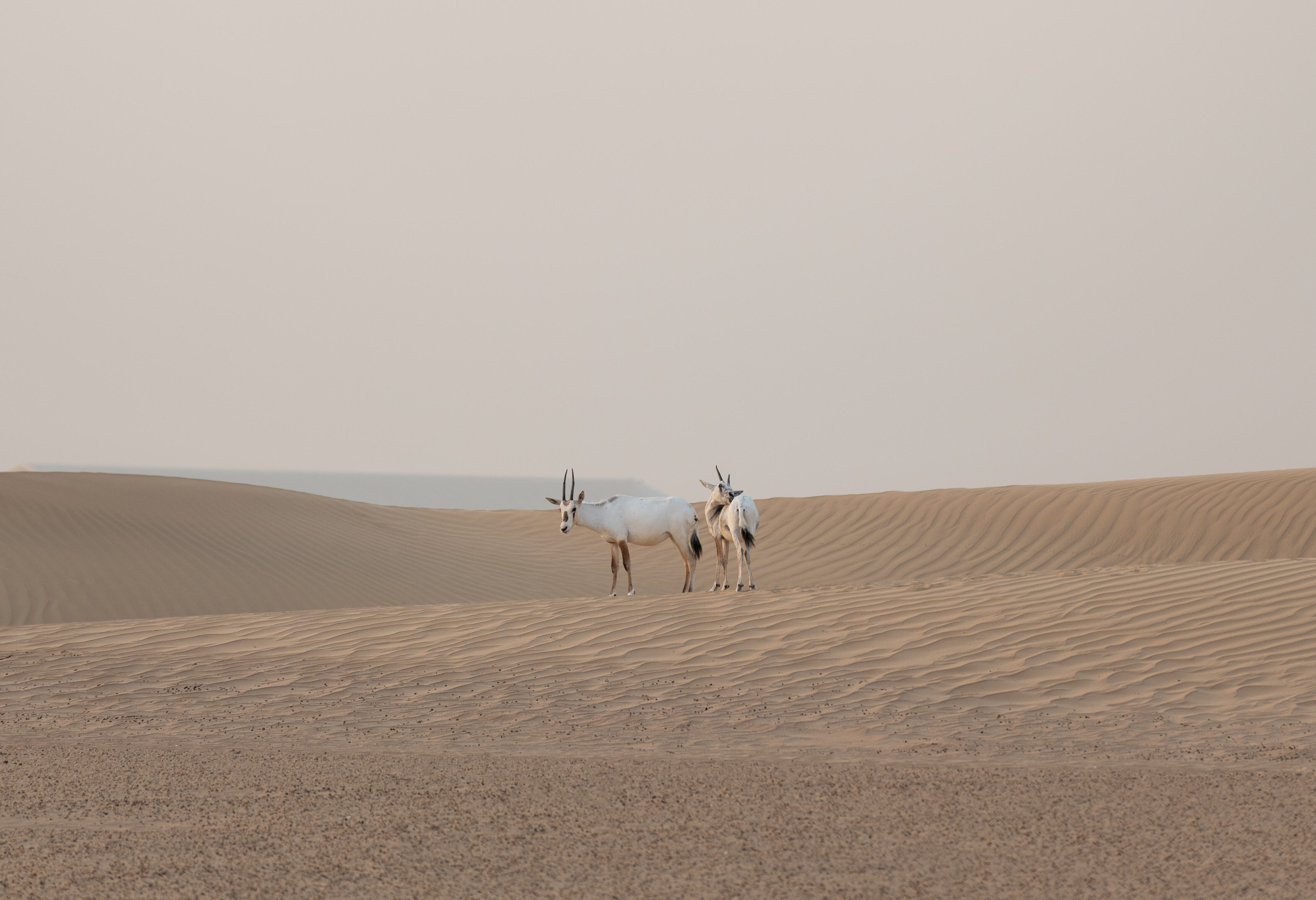 Dubai Emiraten Bab Al Shams Woestijn