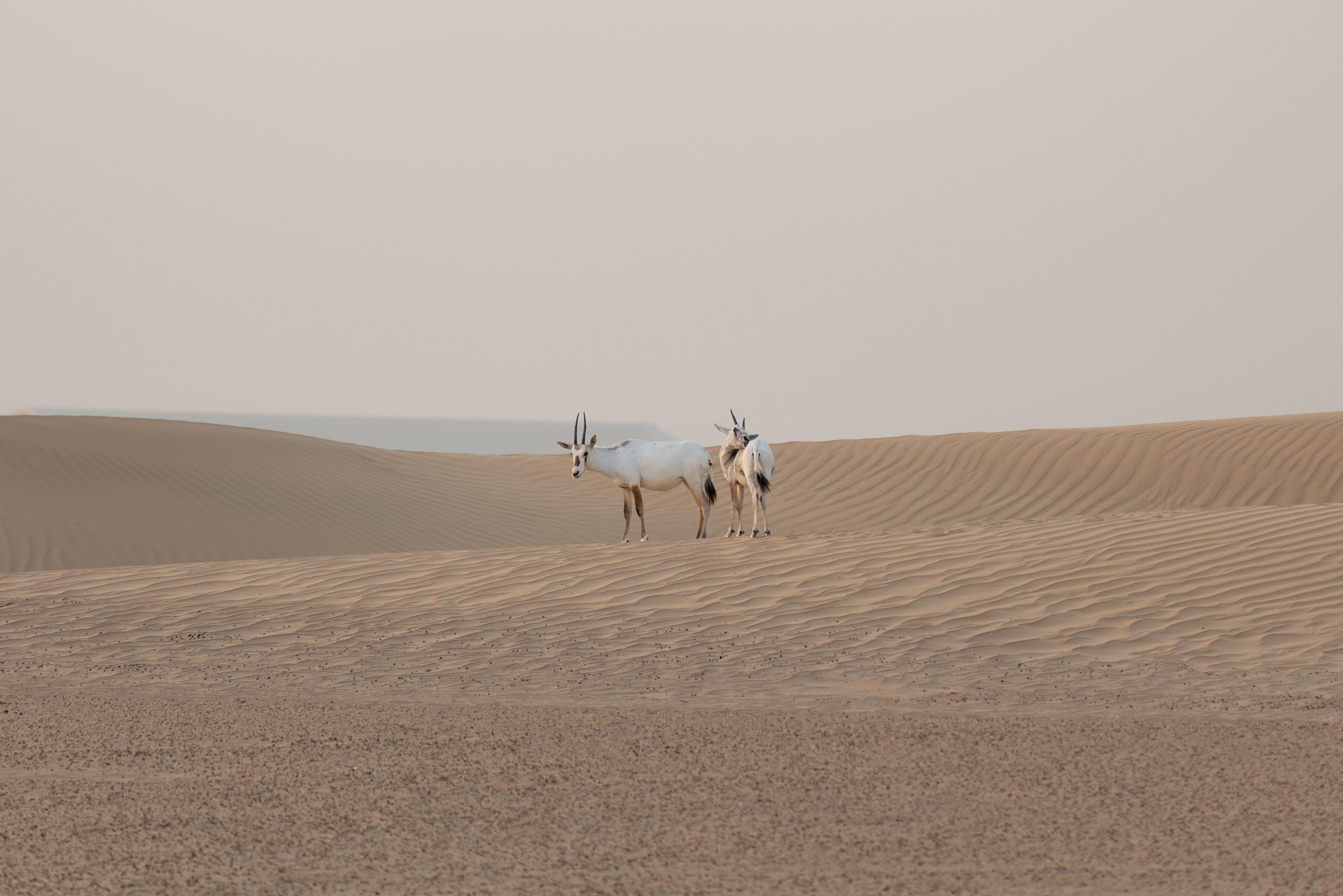 Dubai Emiraten Bab Al Shams Woestijn