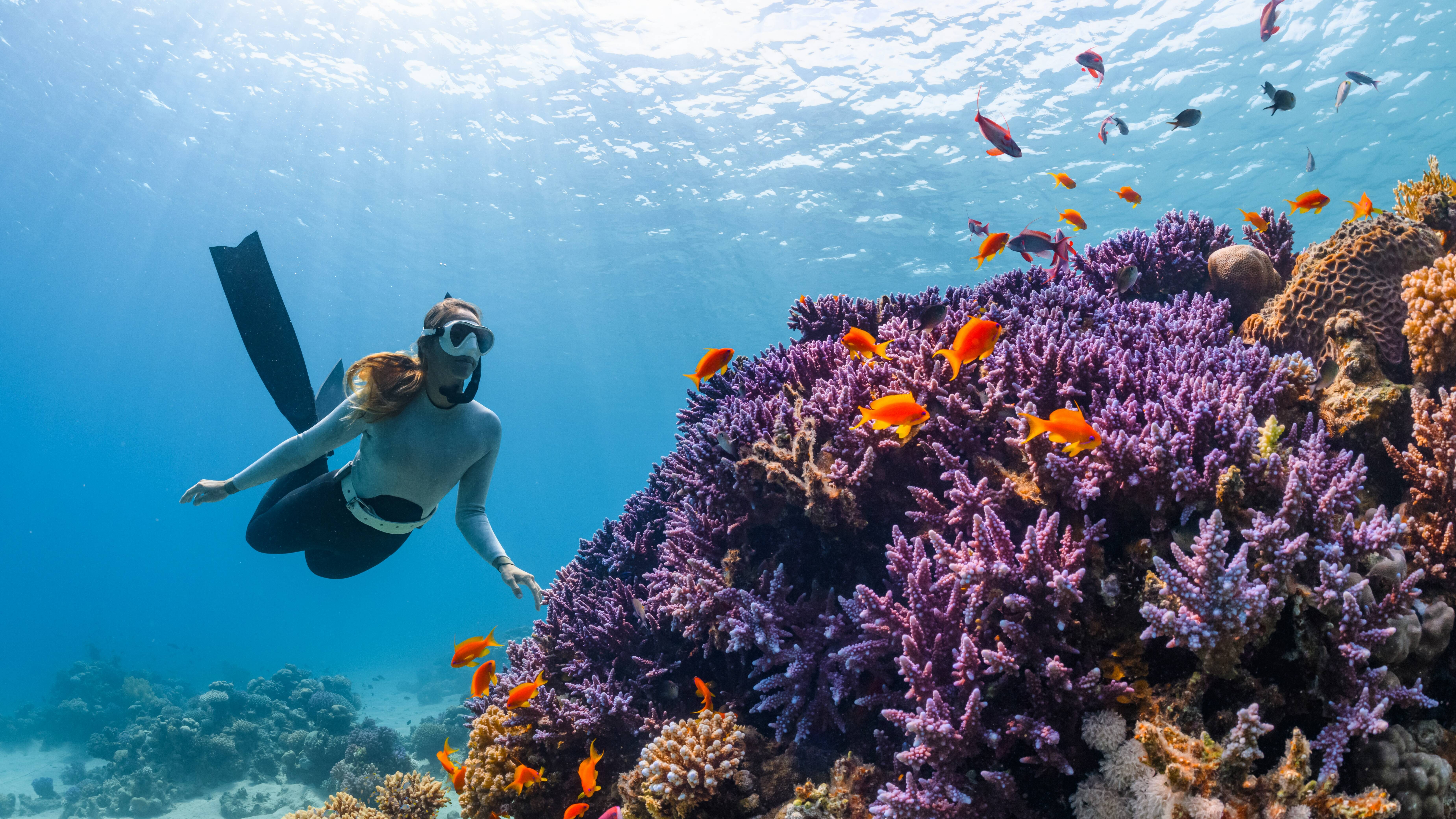 Snorkelen Rode Zee Saoedi-Arabië