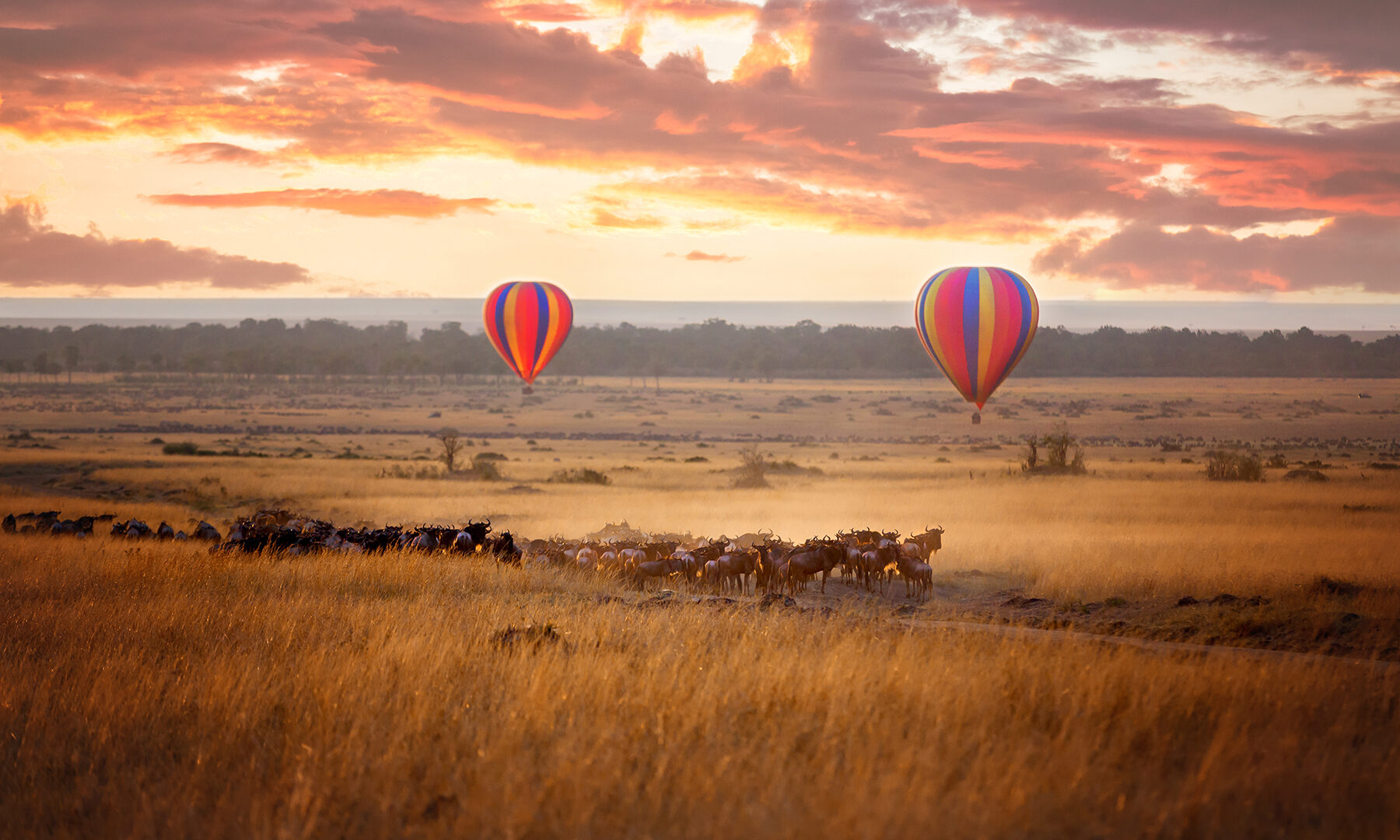 Ballonvaart Serengeti Tanzania
