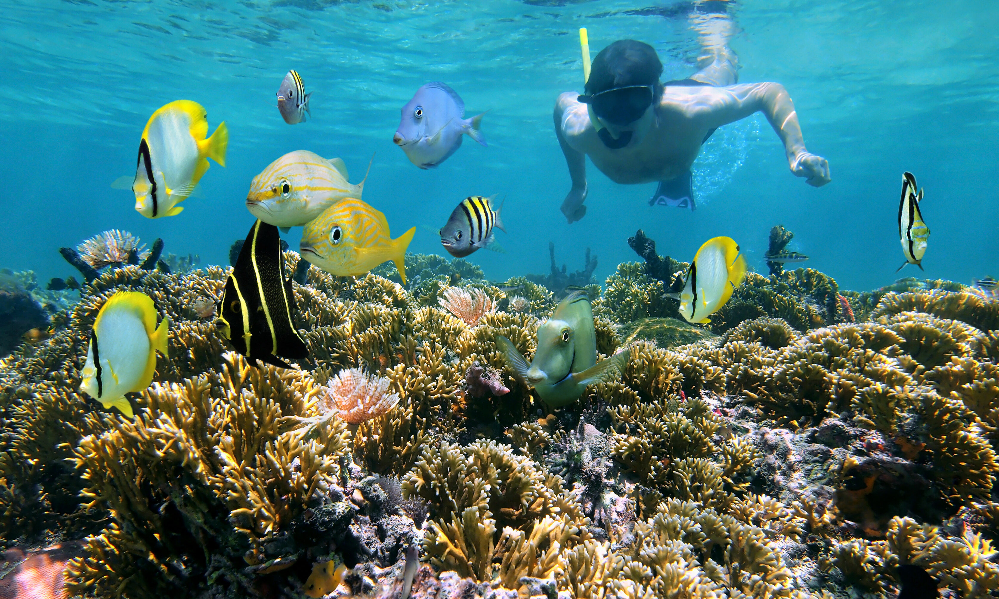 Snorkelen Thailand