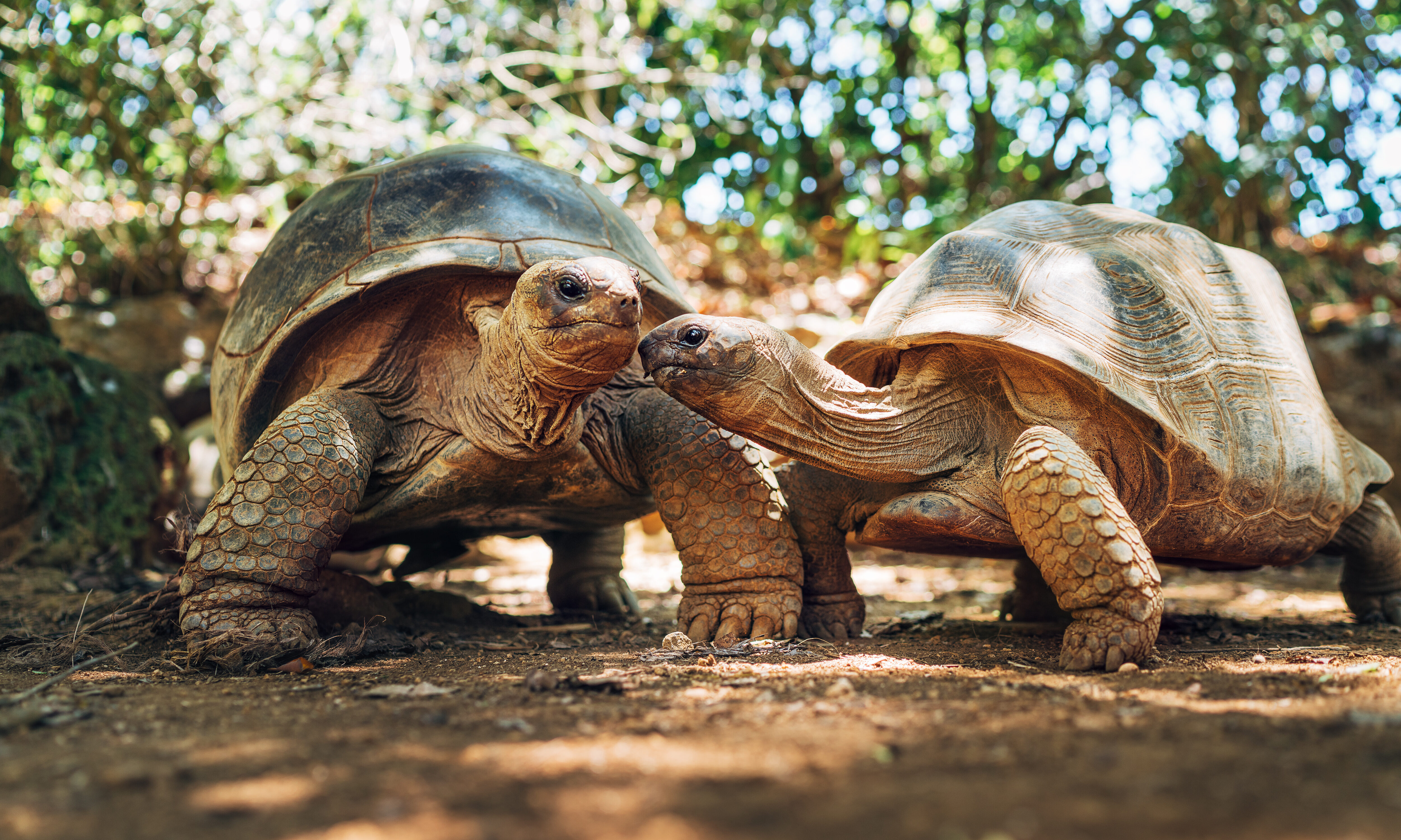 Reuzenschildpadden Seychellen
