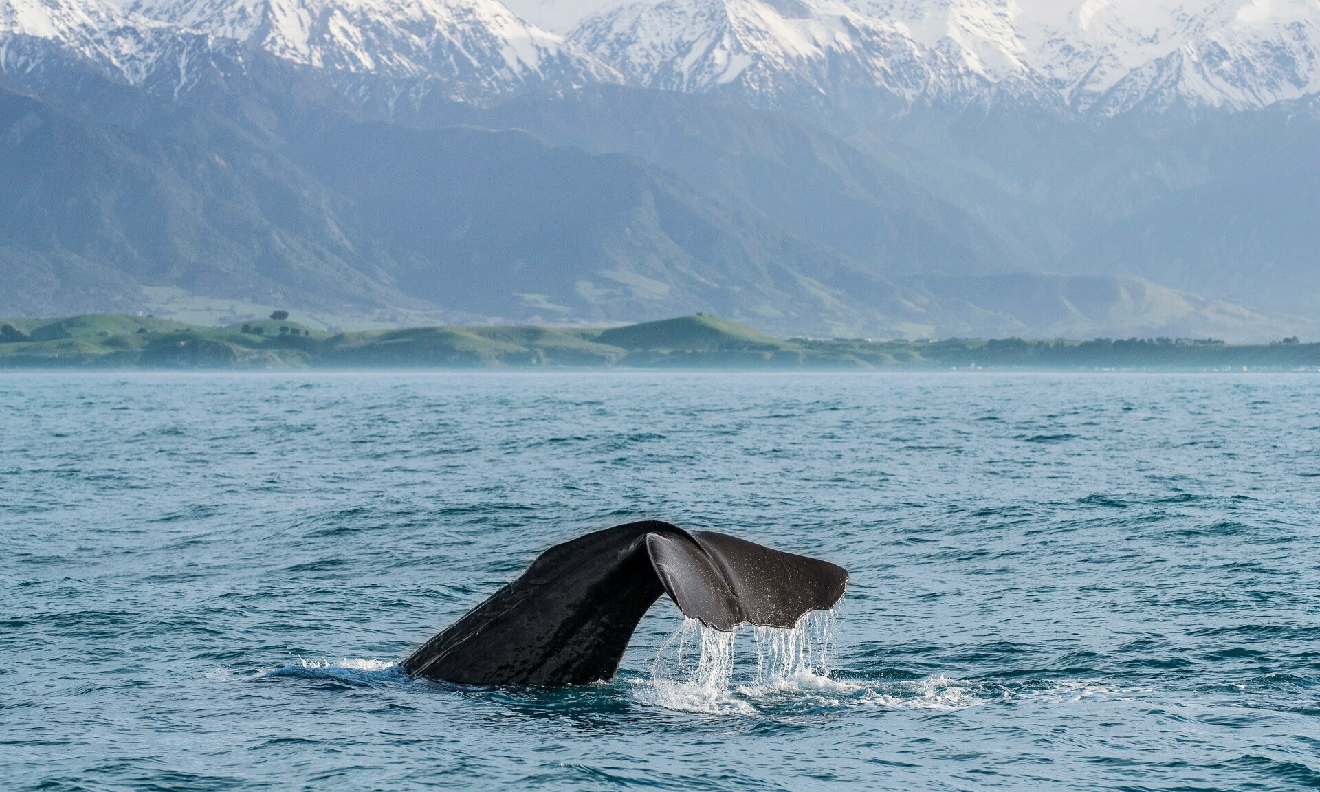 Kaikoura Nieuw-Zeeland