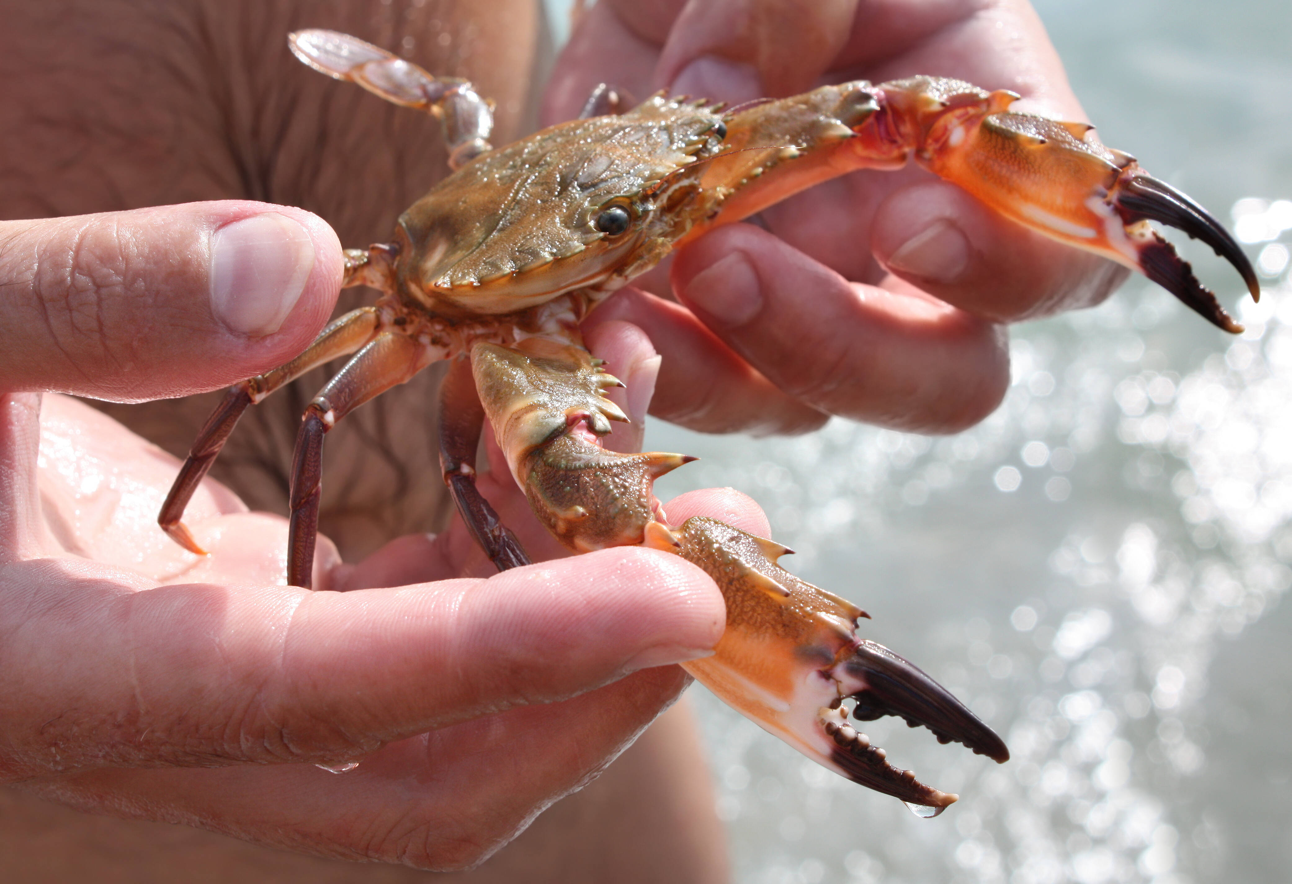 Krab in de Filipijnen