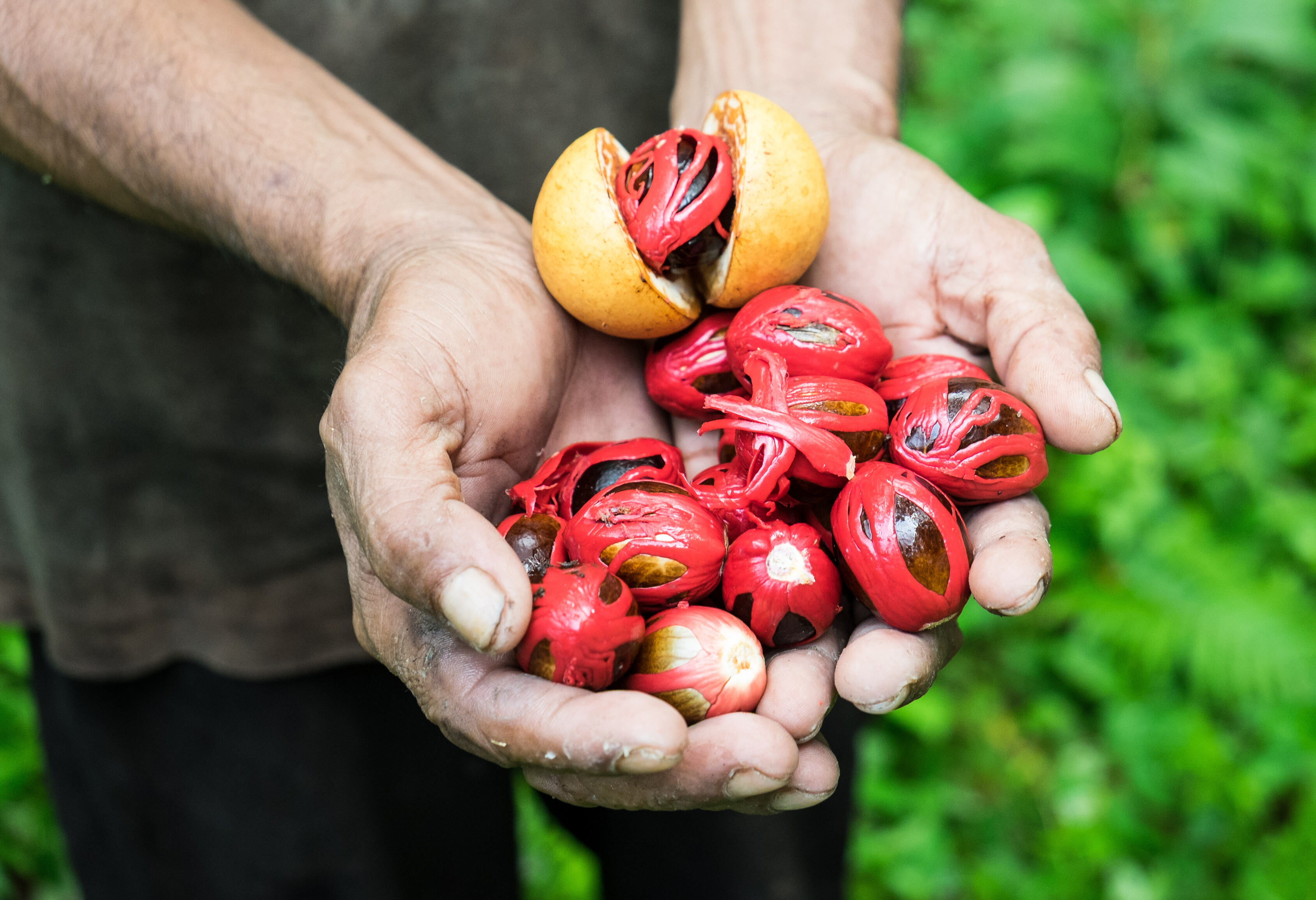 Nootmuskaat op de Banda eilanden in de Molukken in Indonesie