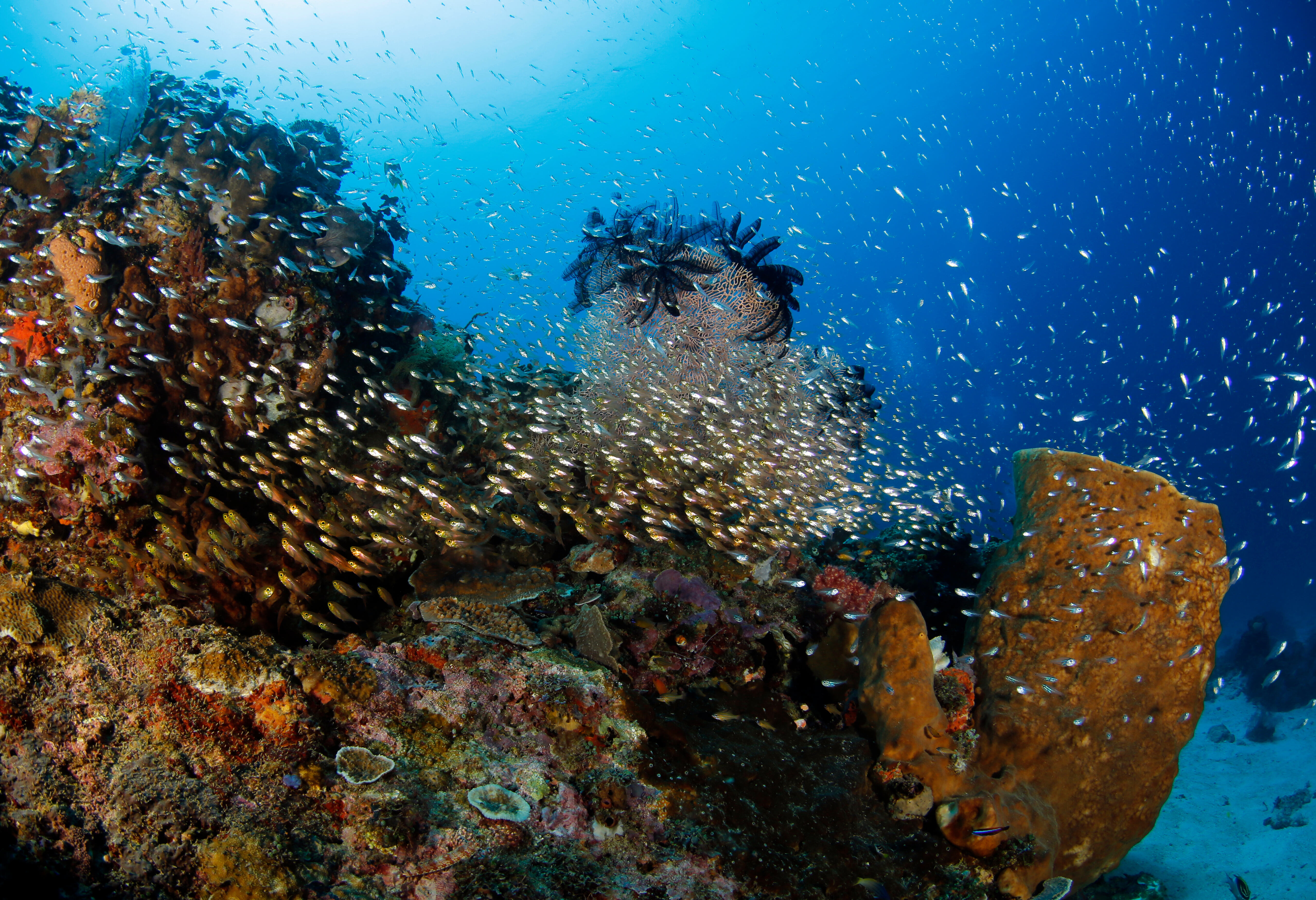 Prachtige onderwaterwereld bij de Banda eilanden in de Molukken in Indonesie