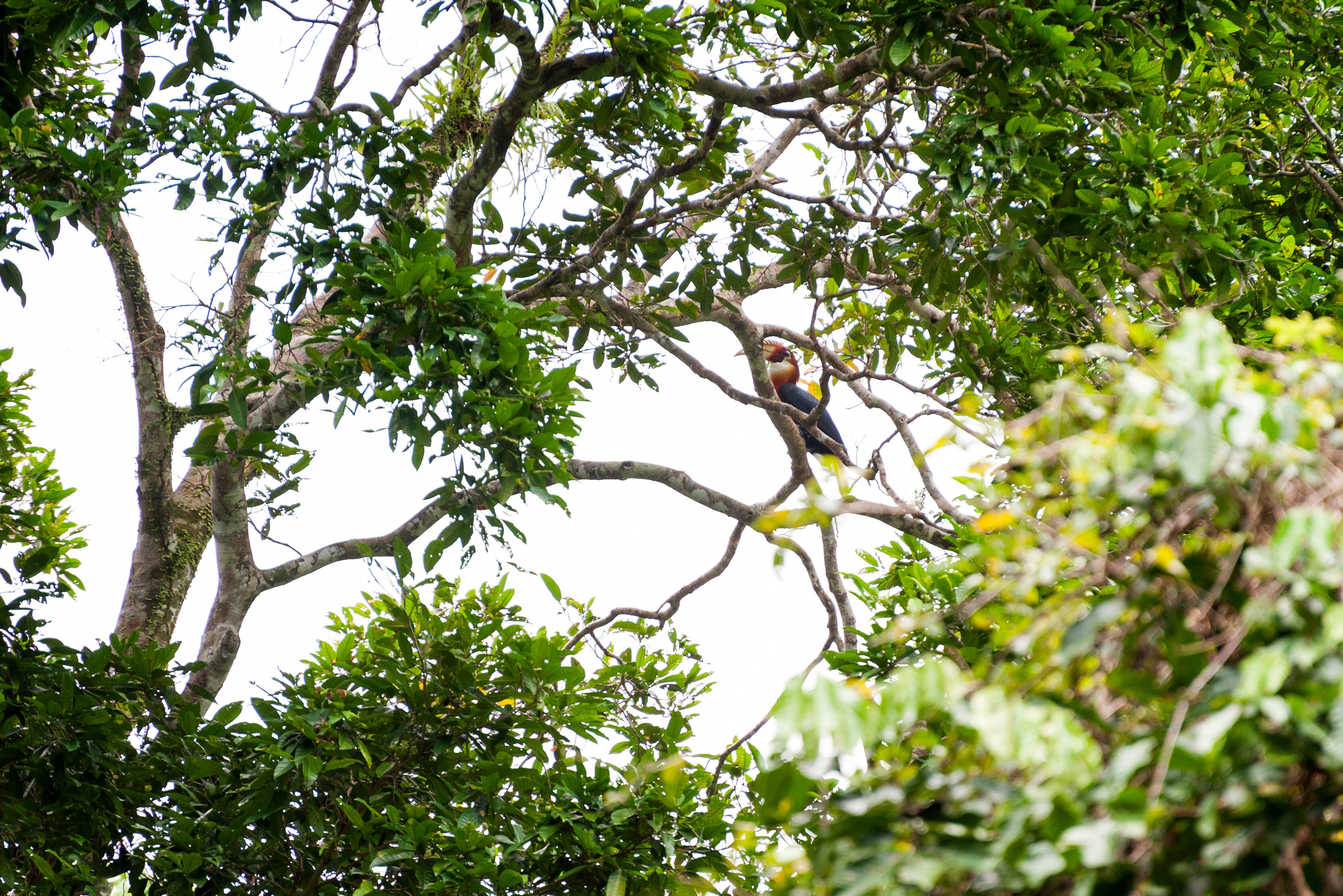 Hornbill vogel op Seram in de Molukken in Indonesie