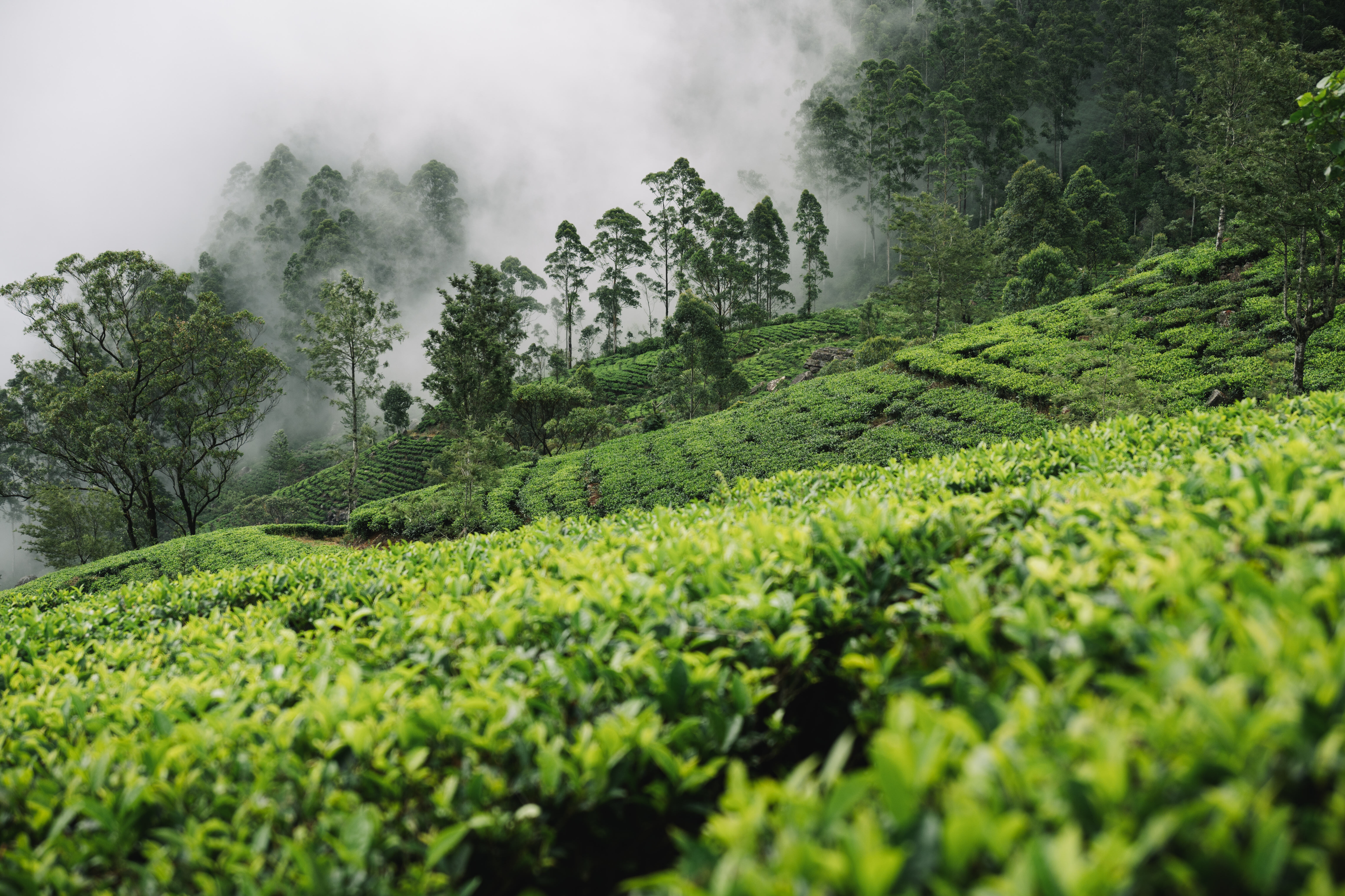 Sri Lanka Theevelden