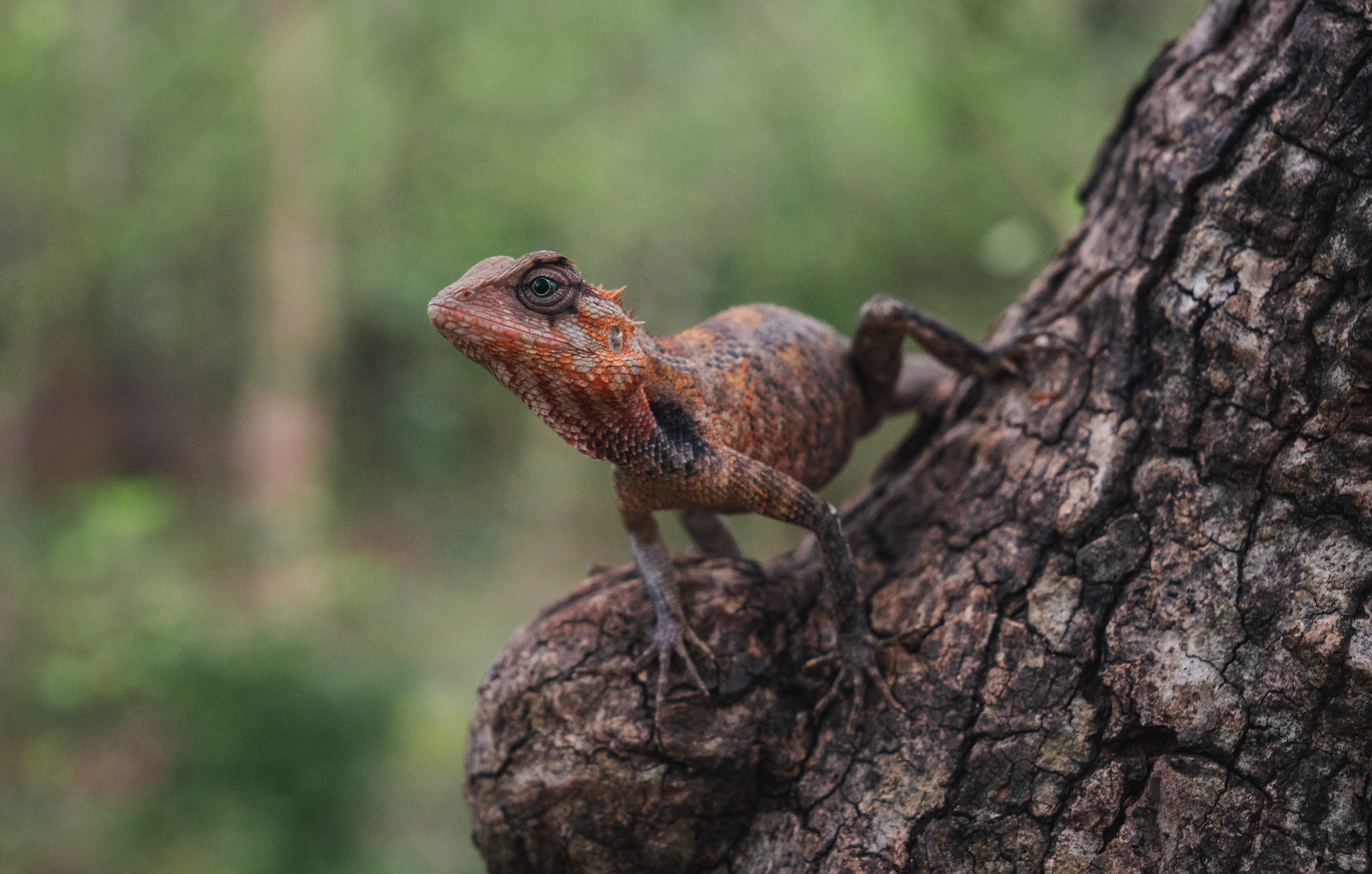 Yala Safari Sri Lanka