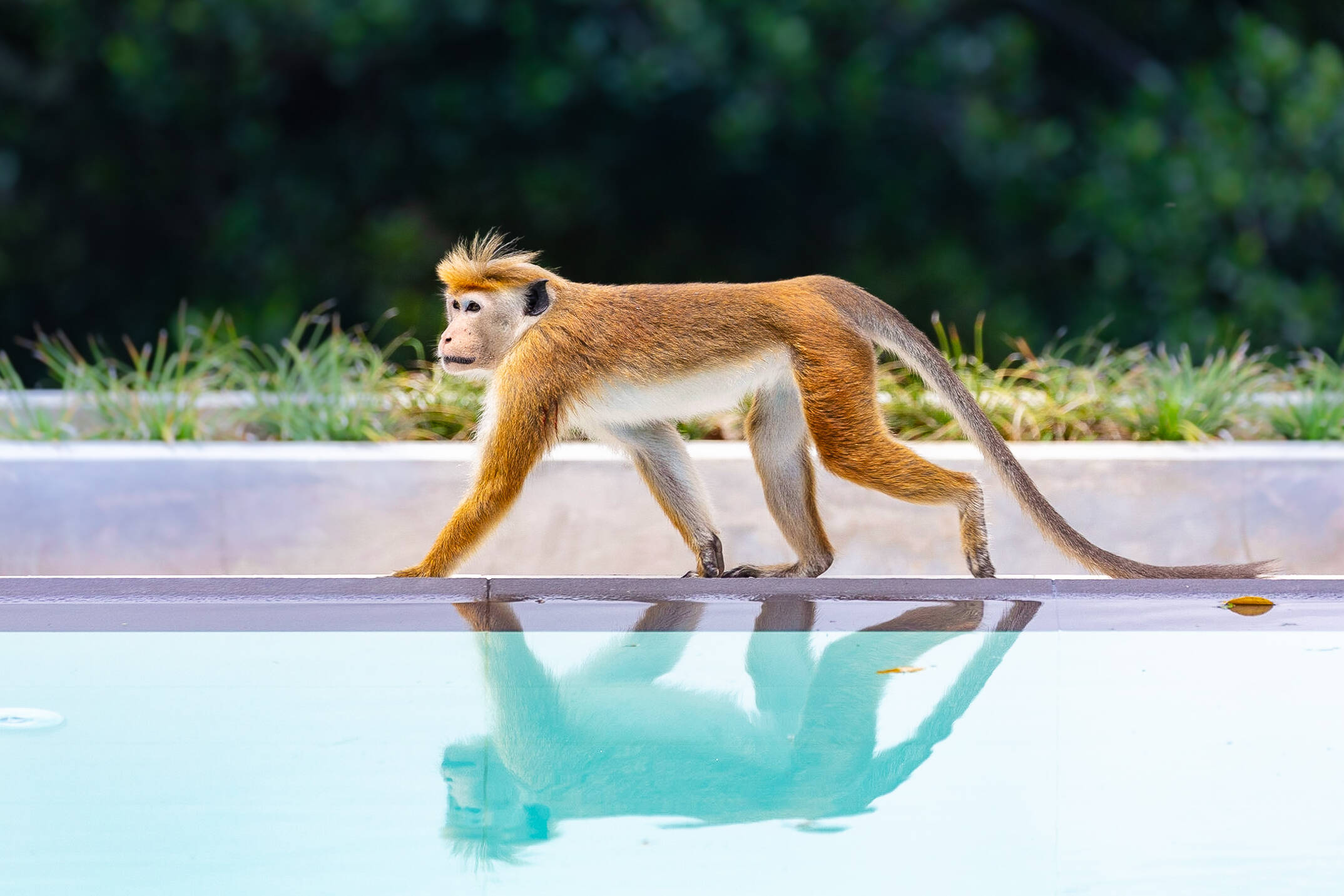 Sri Lanka Koggala Tabula Rasa Resort Aap