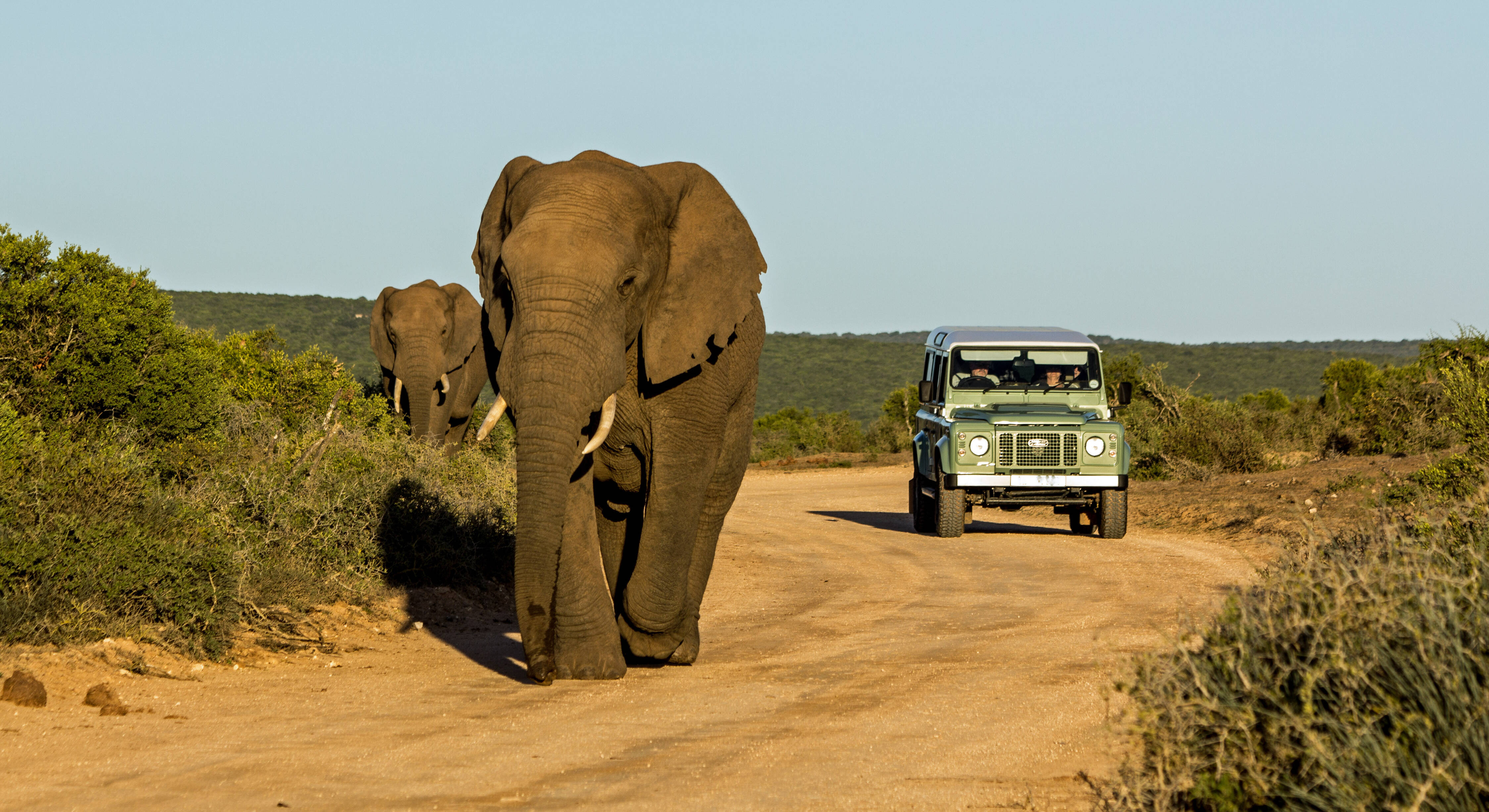 Addo Elephant Park Zuid-Afrika