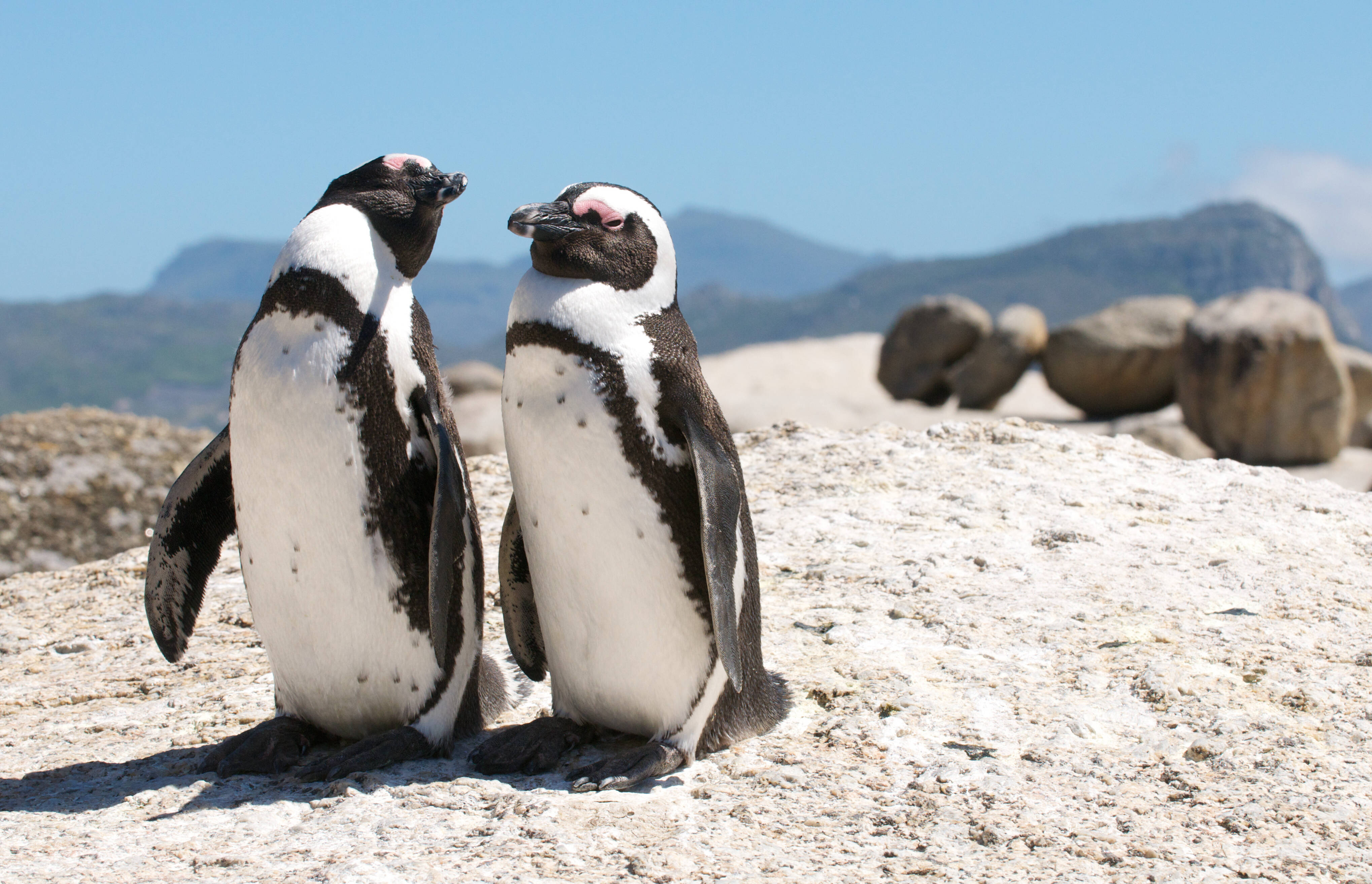 Zuid-Afrika Pinguins