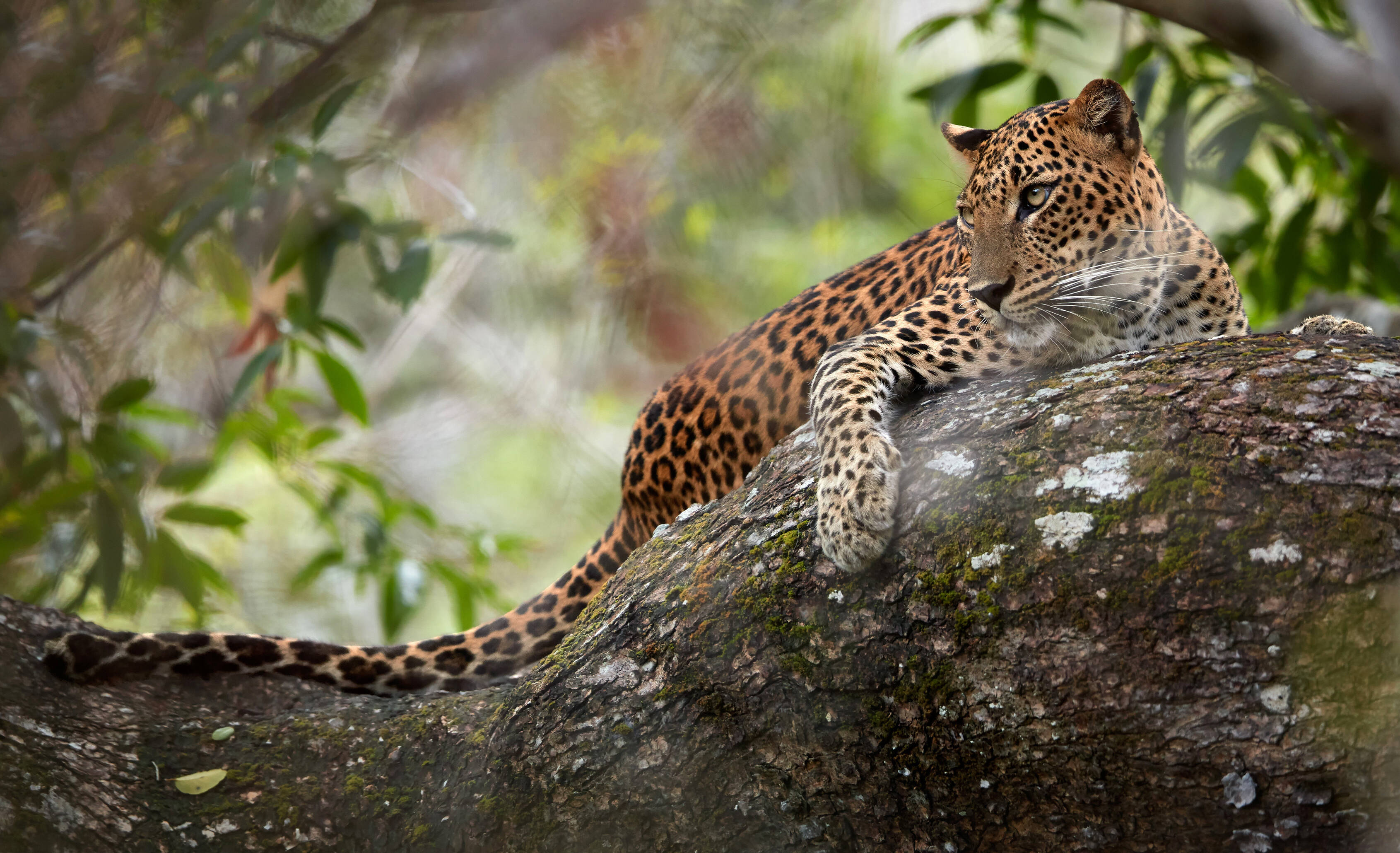 Sri Lanka Luipaard Yala